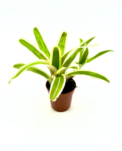 Baby Neoregelia Striped FireBall