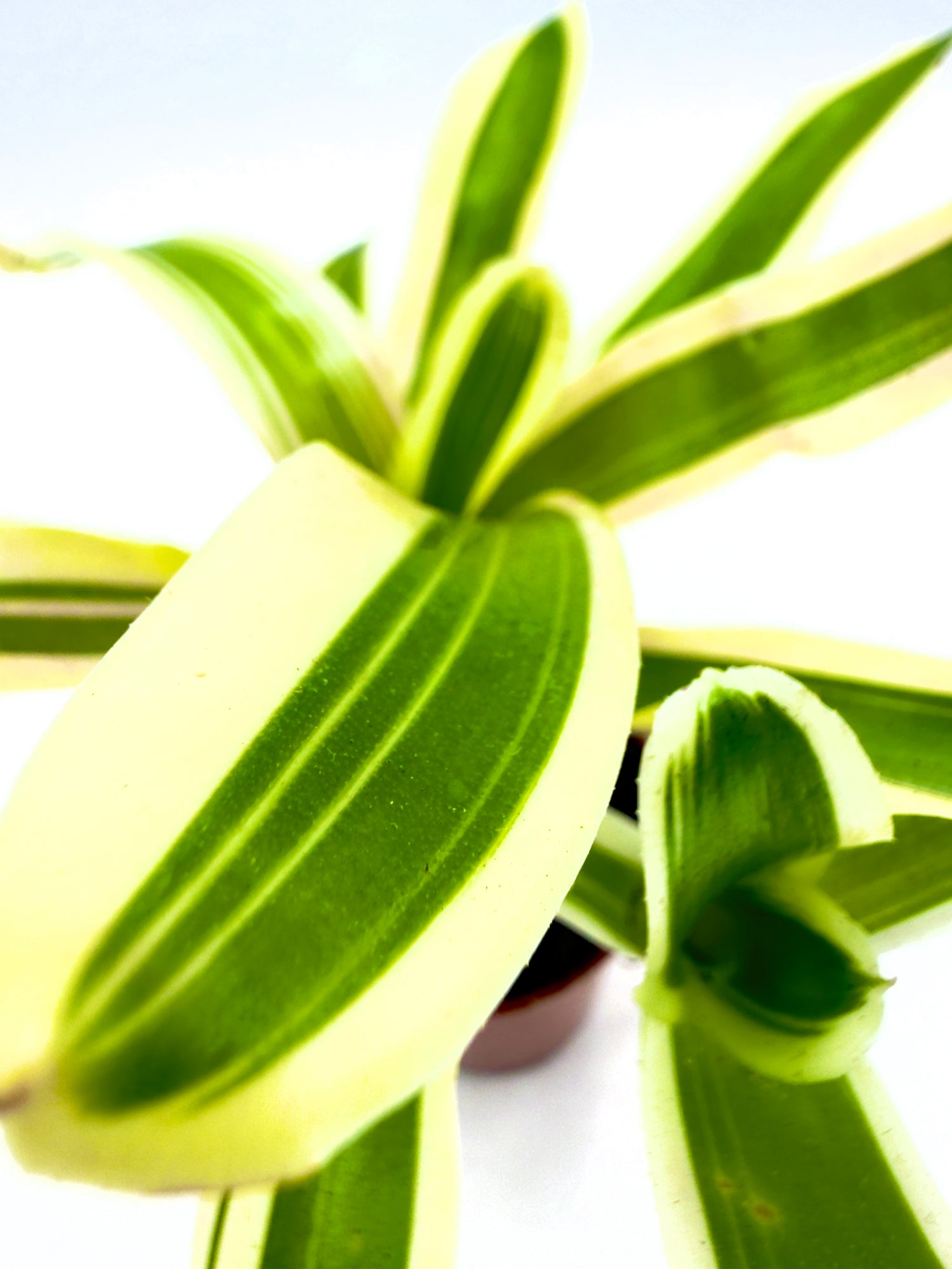 Baby Neoregelia Striped FireBall