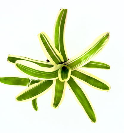 Baby Neoregelia Striped FireBall