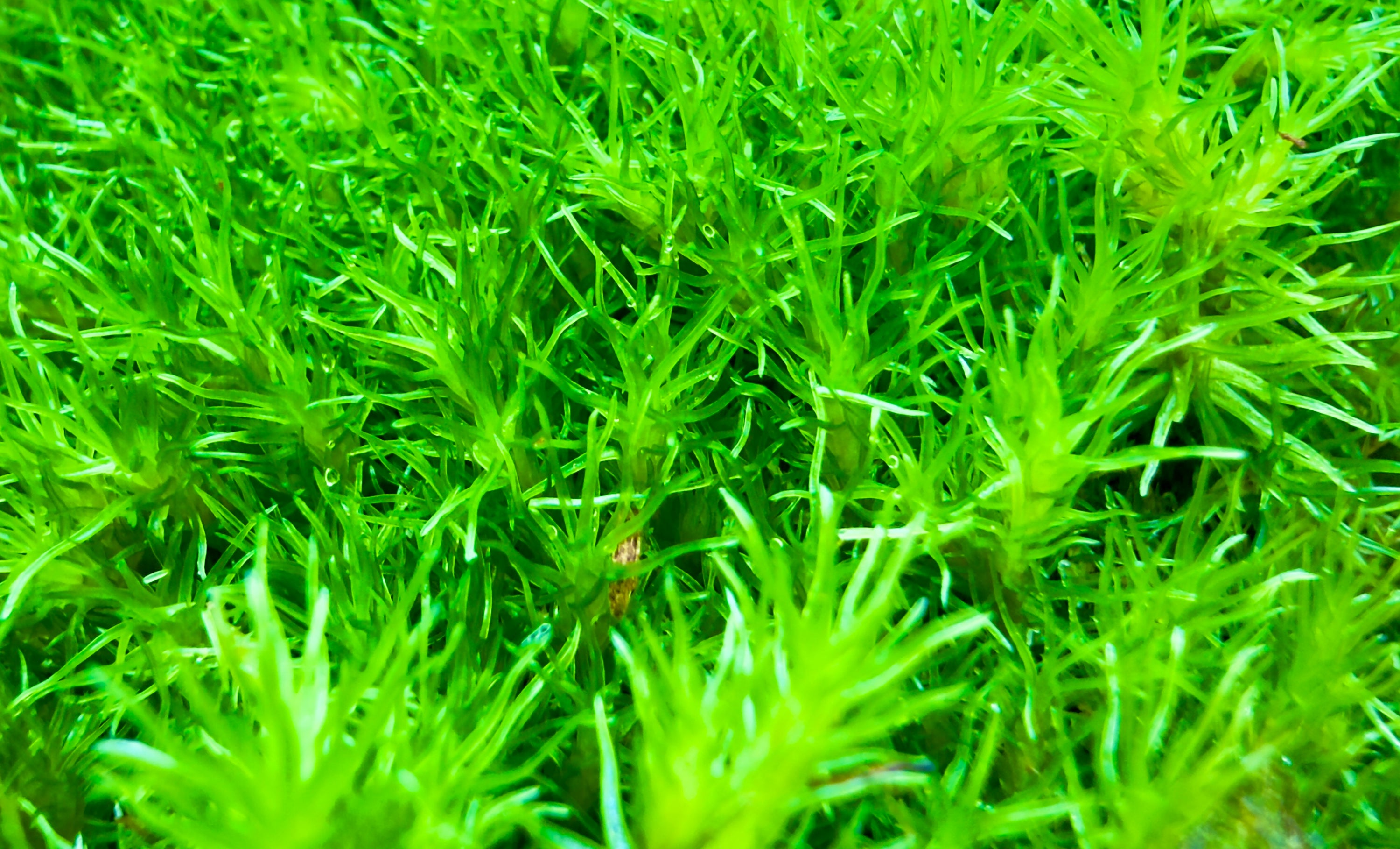 Scaping Elixir 500ml - Fertilizzante Biologico e Bio-stimolante per Terrarium