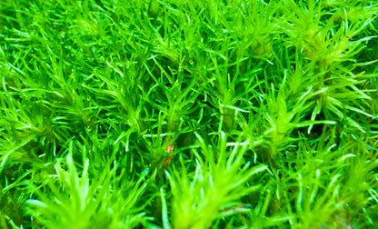 Scaping Elixir Fertilizzante