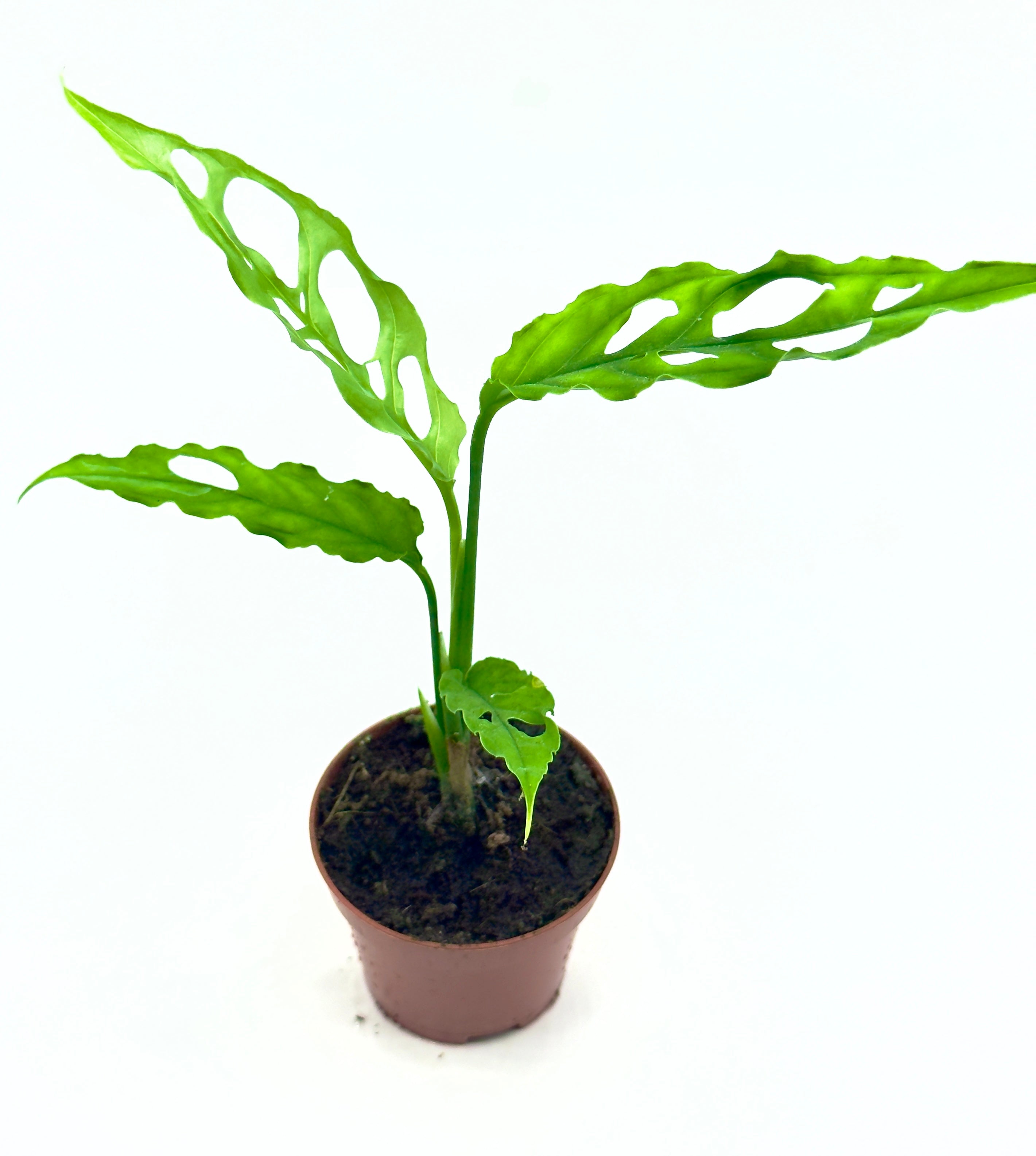 Baby Plant Monstera Obliqua Peru (Vaso 6 cm) - La Regina delle Rare