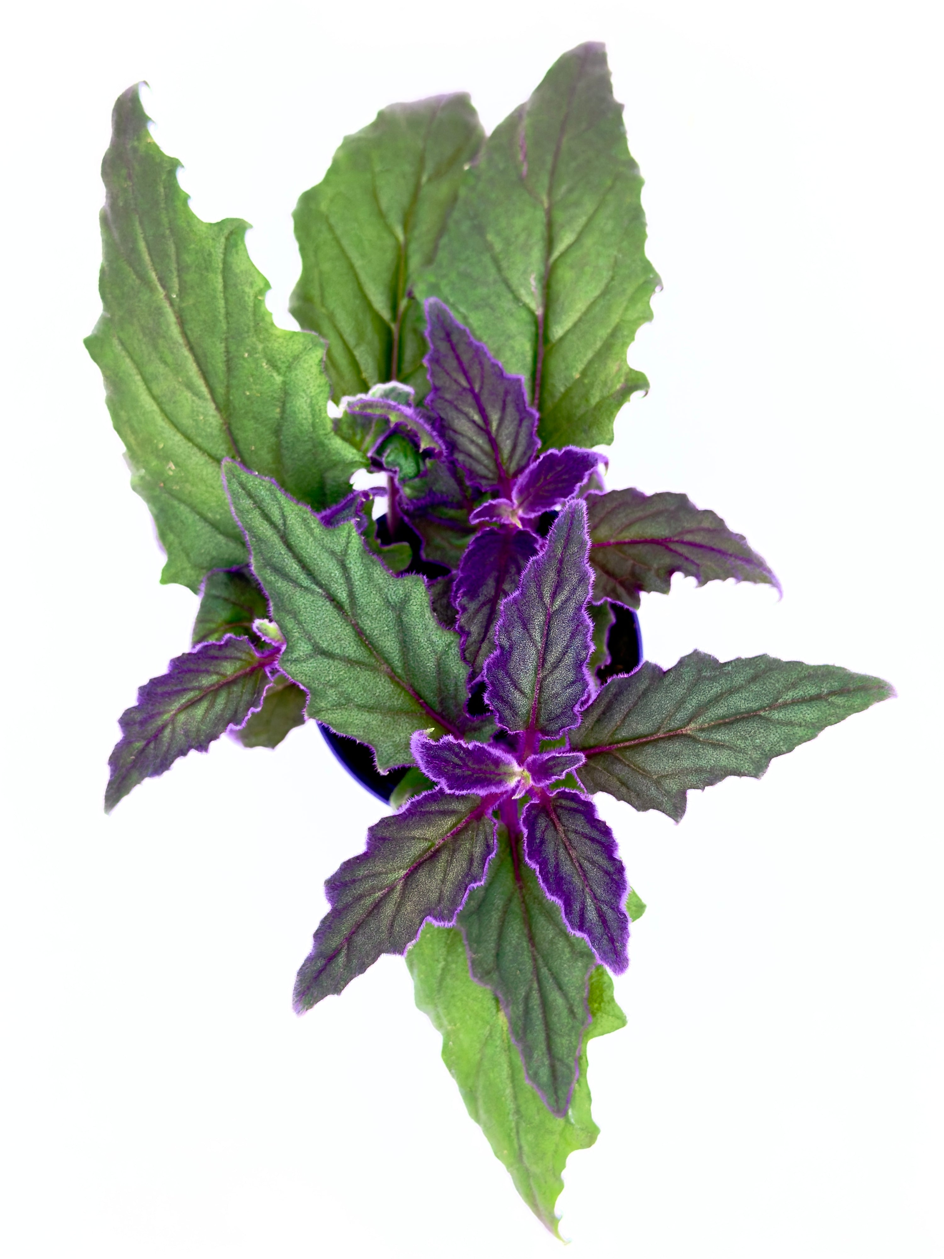 Gynura aurantiaca - Purple Passion (Vaso 7 cm)