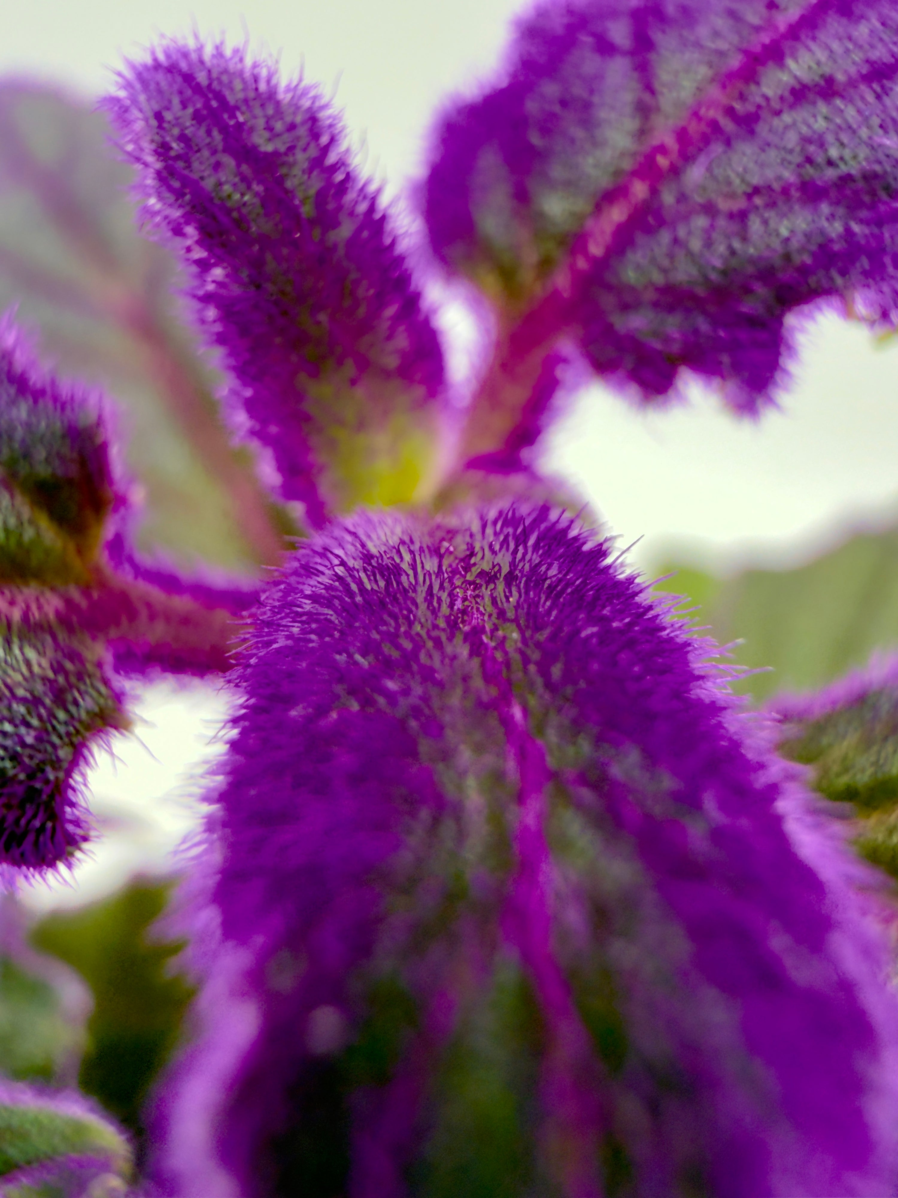Gynura aurantiaca - Purple Passion (Vaso 7 cm)