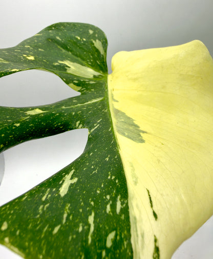 Monstera Thai Constellation