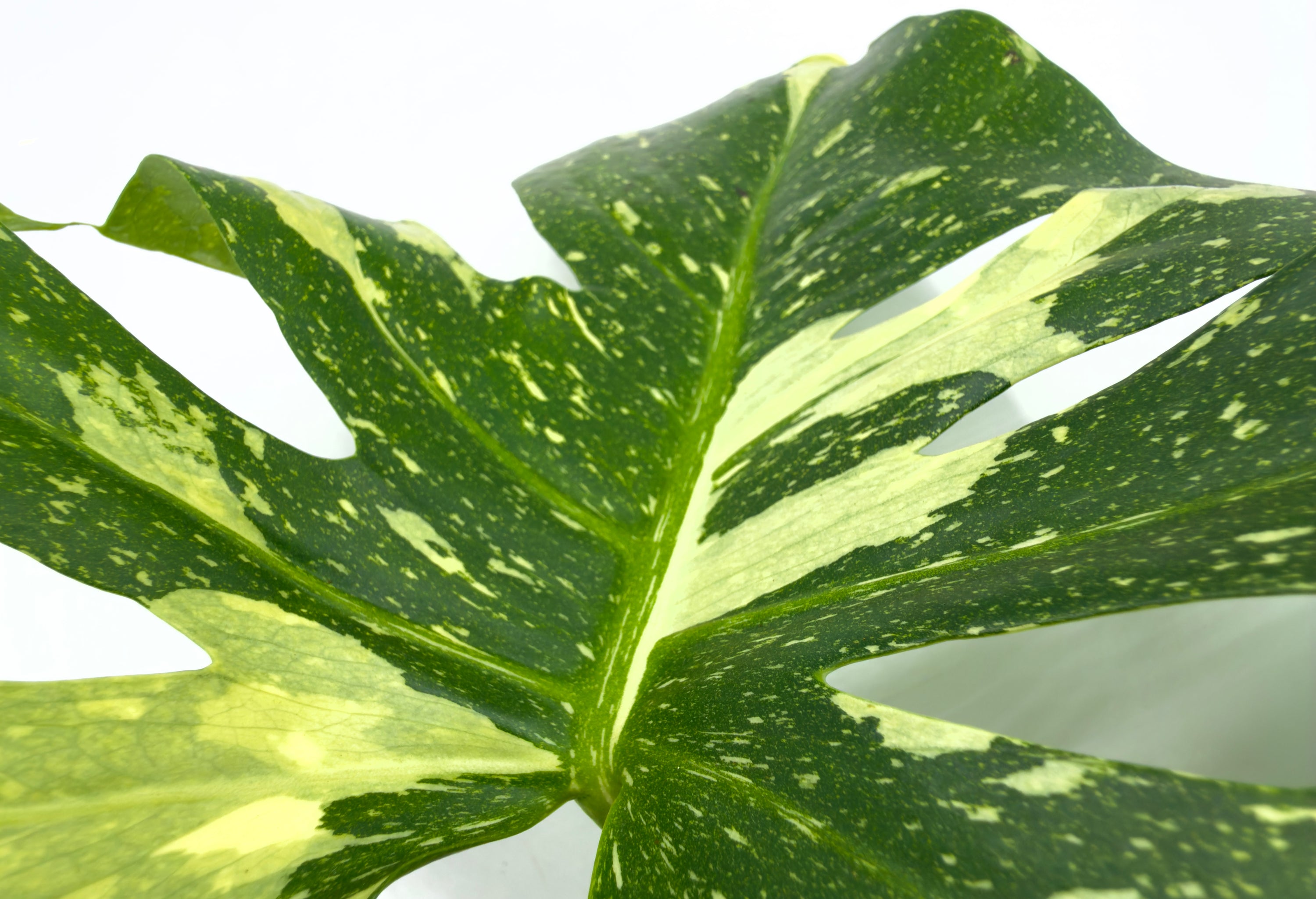 Monstera Thai Constellation - La Regina delle Galassie Verdi