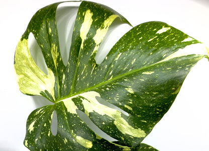 Monstera Thai Constellation