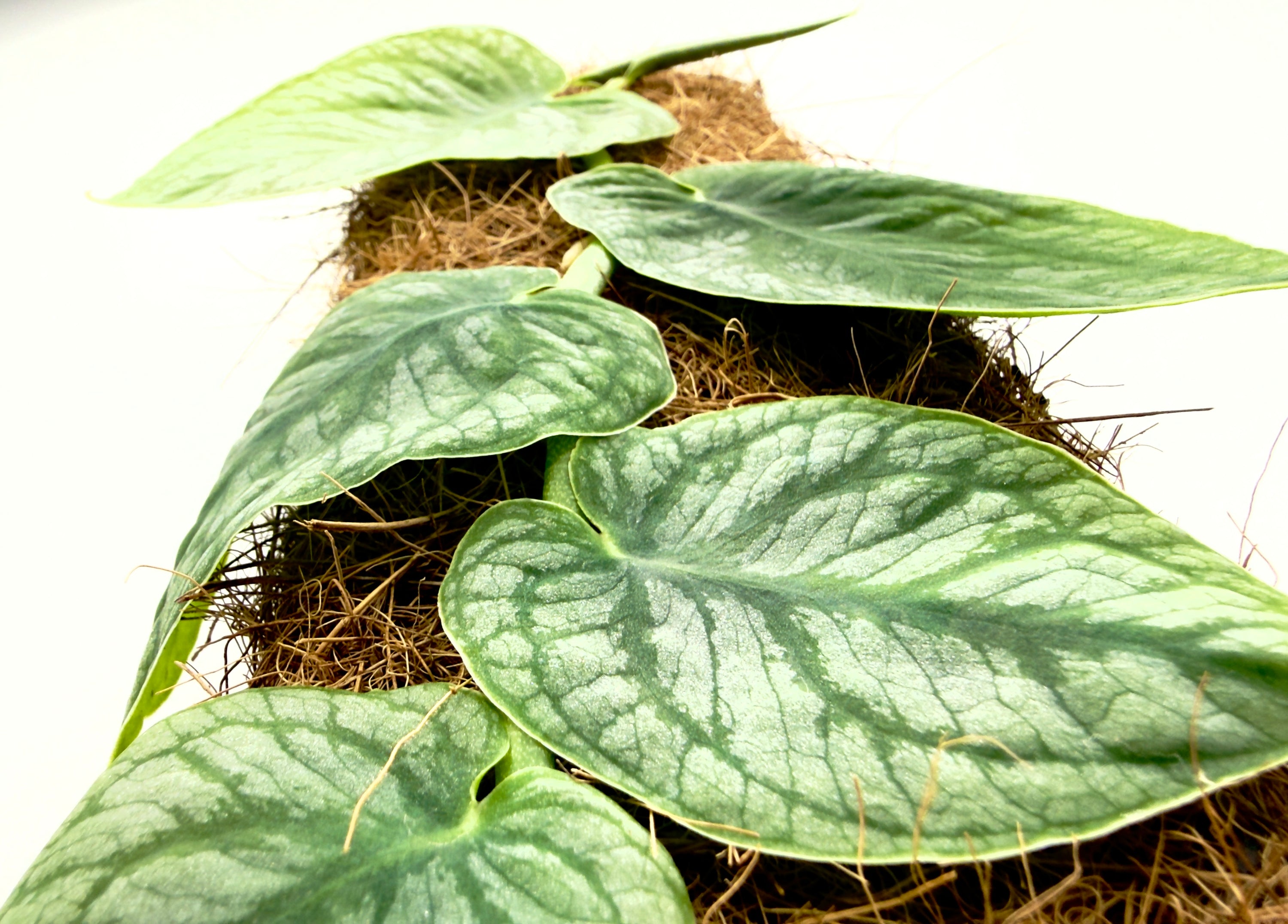 Monstera dubia (Supporto 46 cm) - La Rara Rampicante ad Adesione Verticale