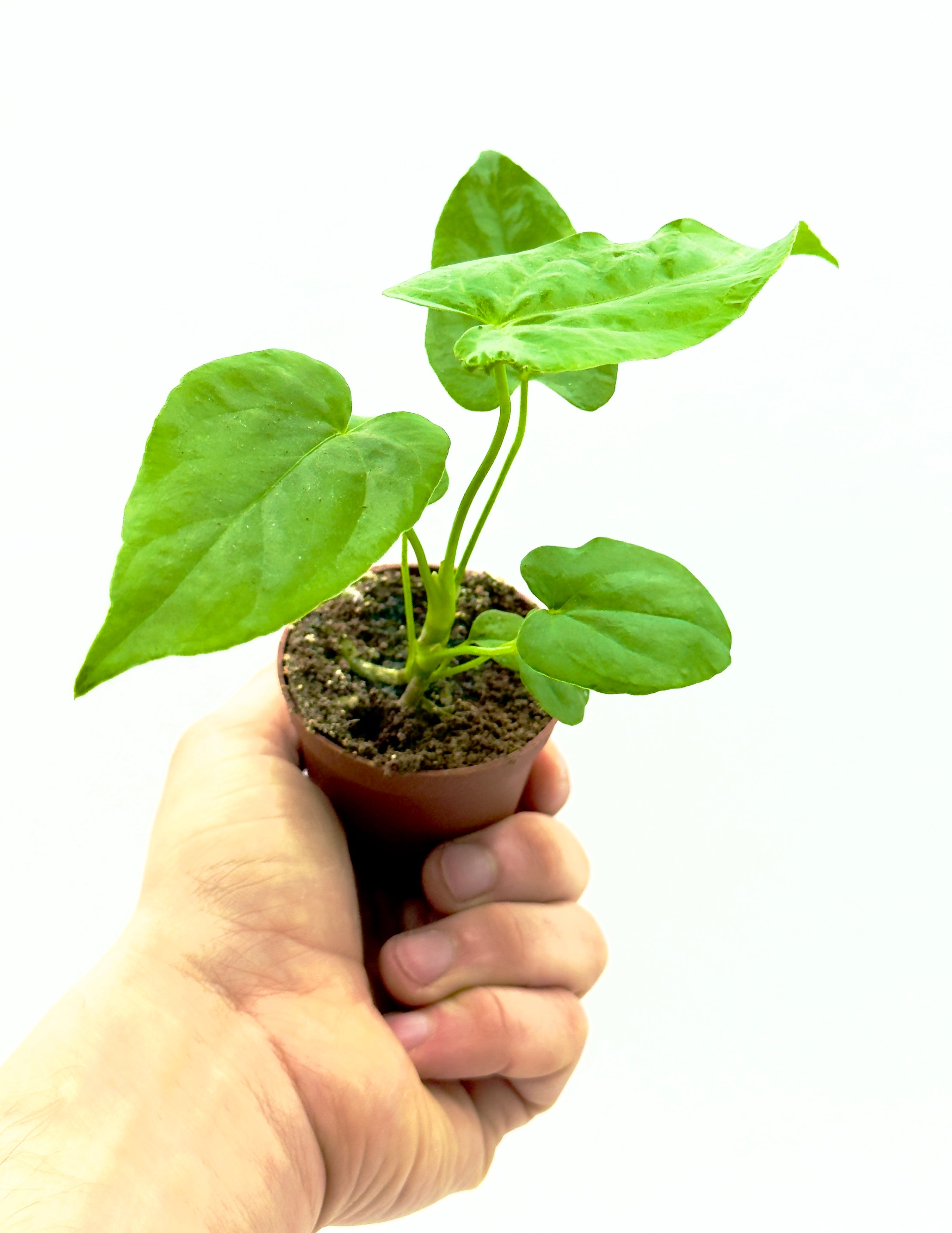Baby Plant Anthurium warocqueanum (Vaso 5,5 cm) - La Regina Vellutata