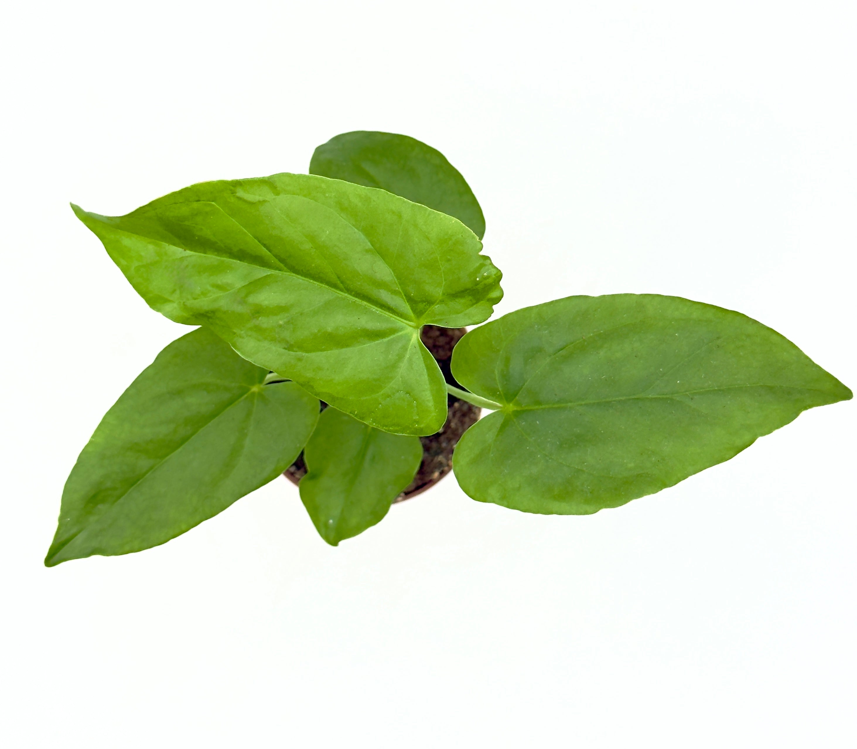 Baby Plant Anthurium warocqueanum (Vaso 5,5 cm) - La Regina Vellutata