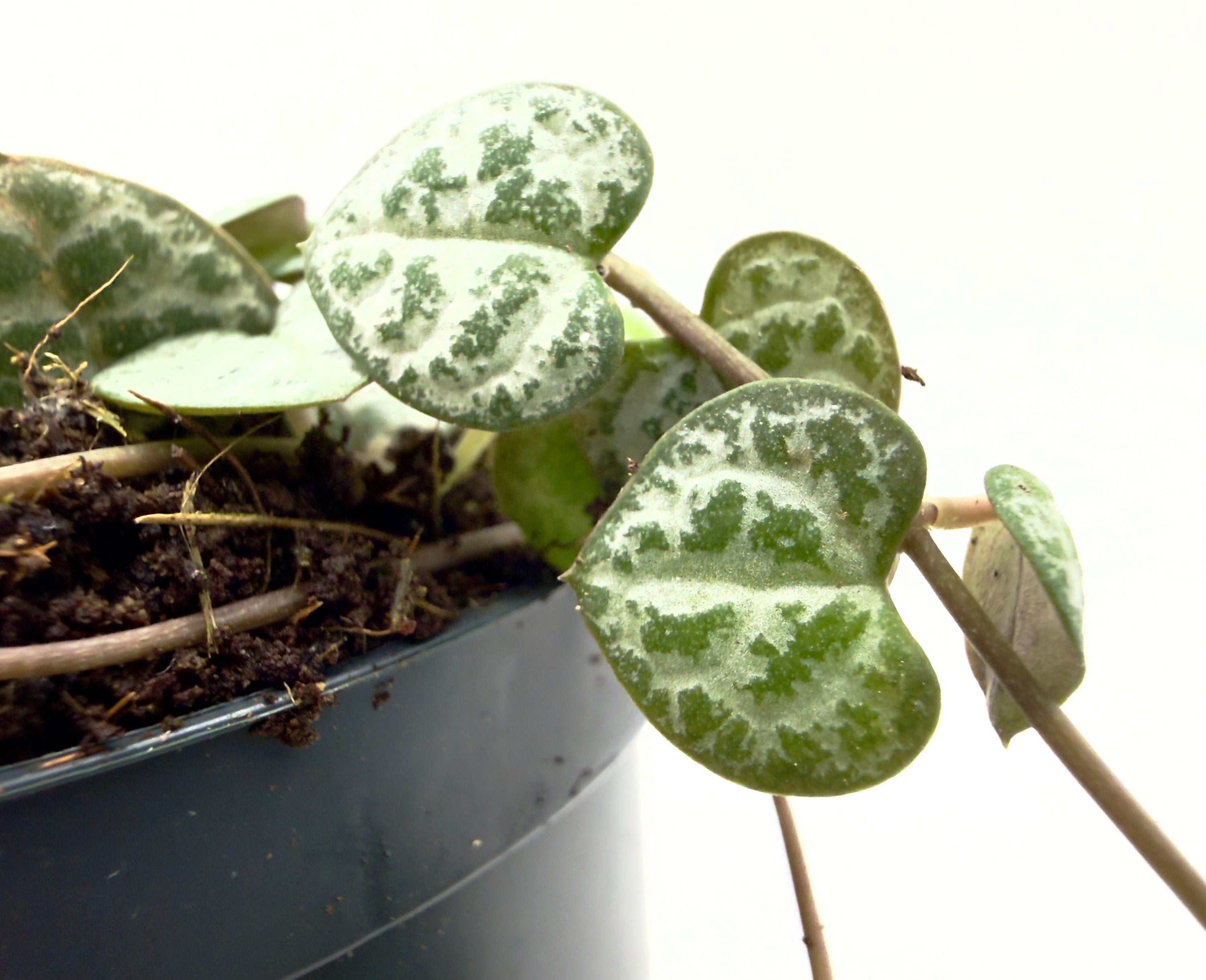 Ceropegia woodii - La Romantica Cascata di Cuori (Vaso 8,5 cm)