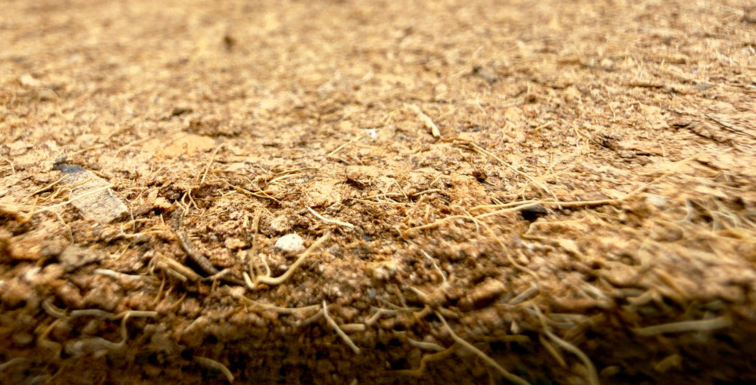 Fibra di Cocco 5kg – 70 LT Substrato Professionale per Piante Tropicali e Terrarium