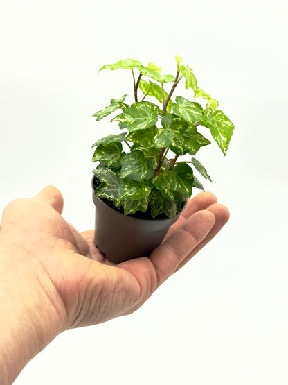 Baby Hedera Helix Mix