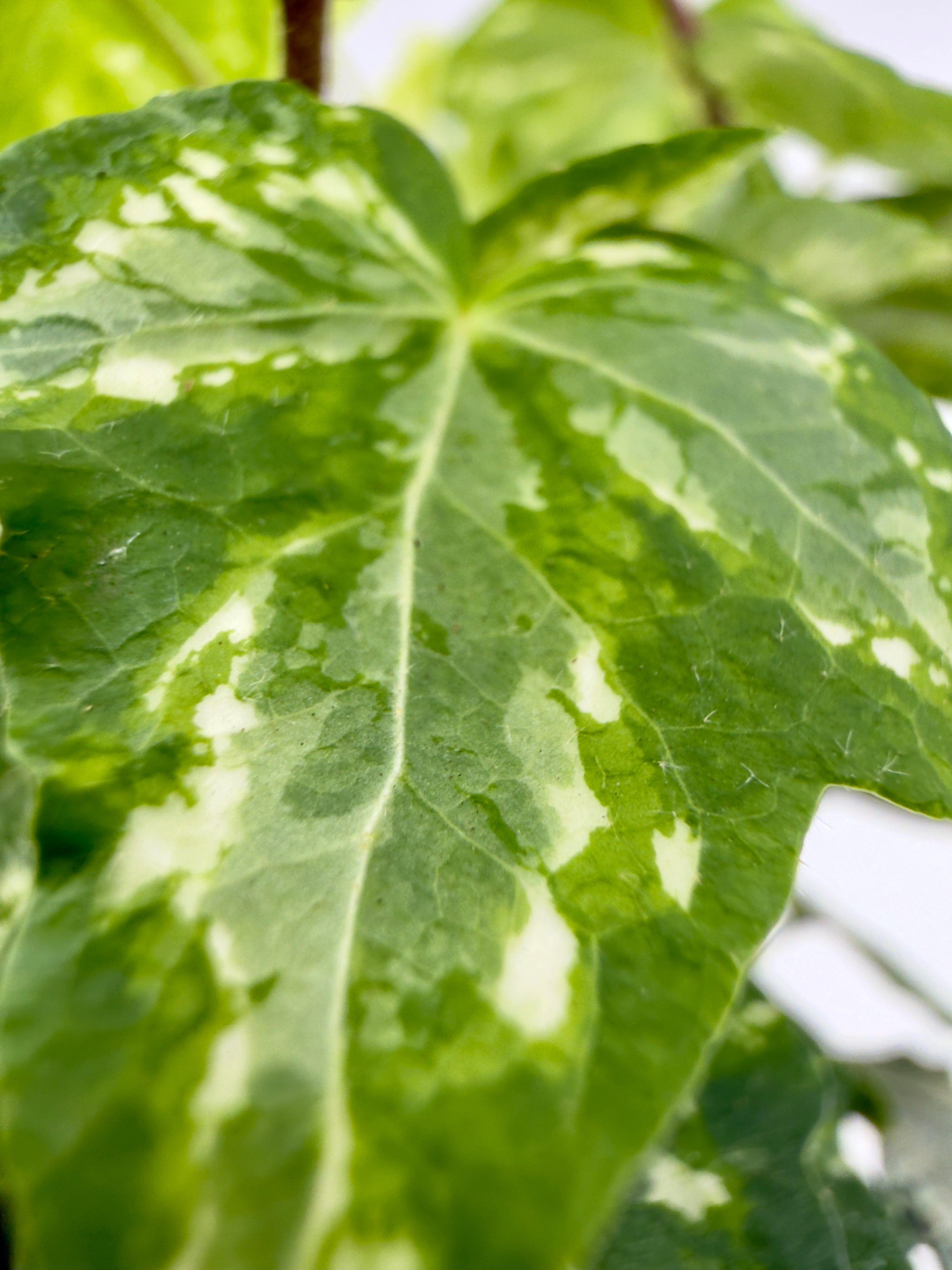 Baby Plant Hedera helix Mix - L&