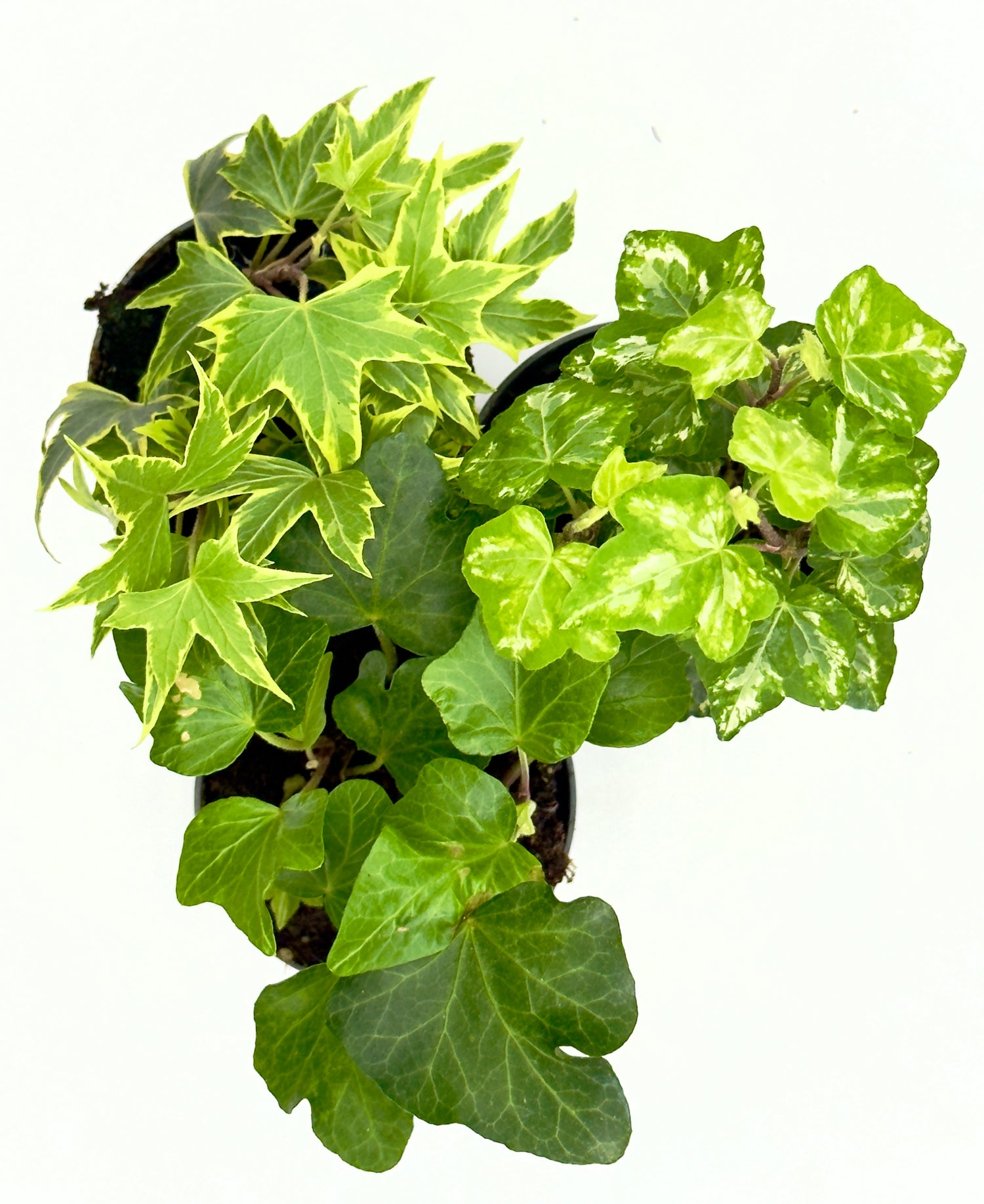 Baby Hedera Helix Mix