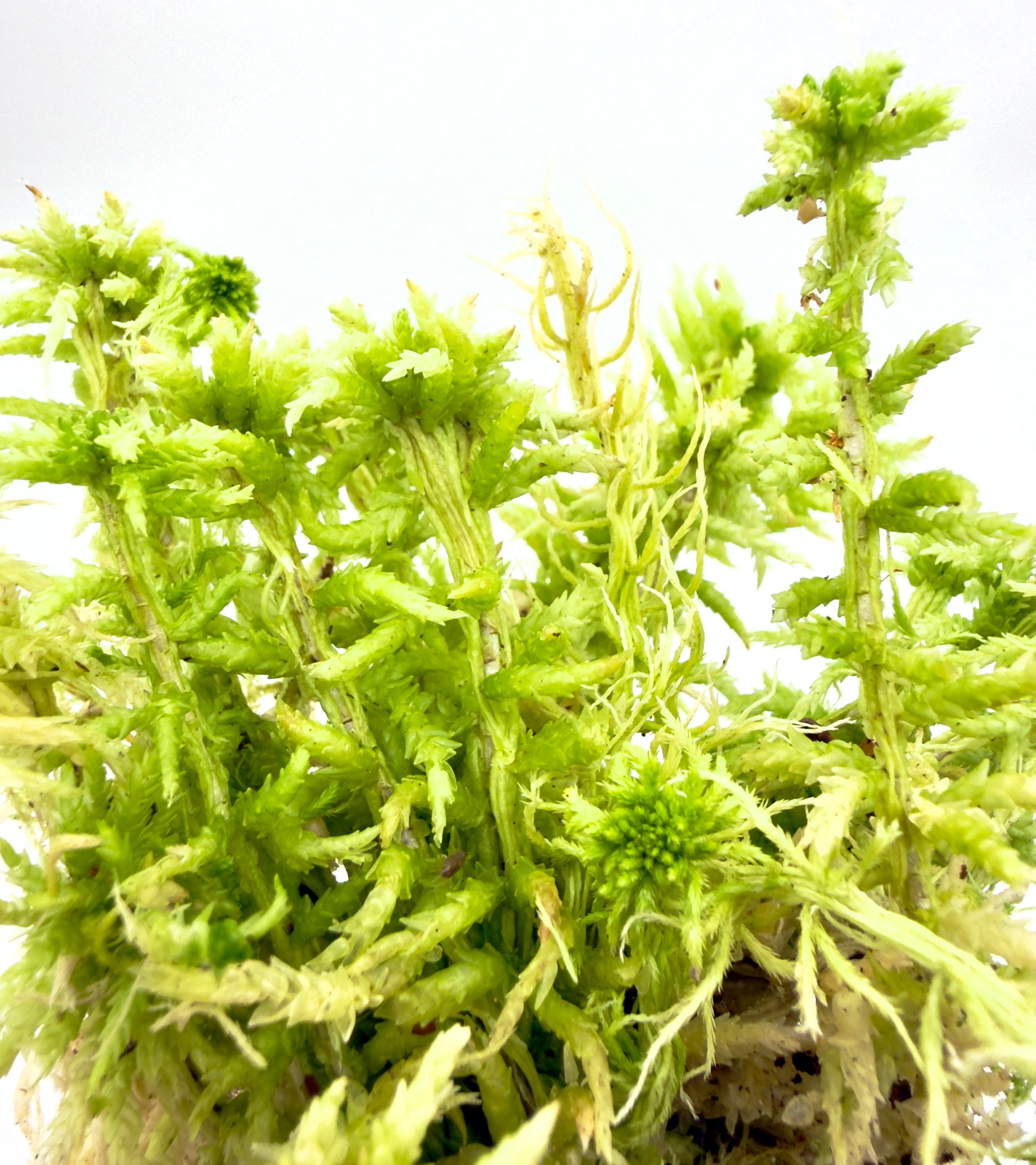 Sfagno Vivo - Muschio Naturale per Propagazione e Terrarium