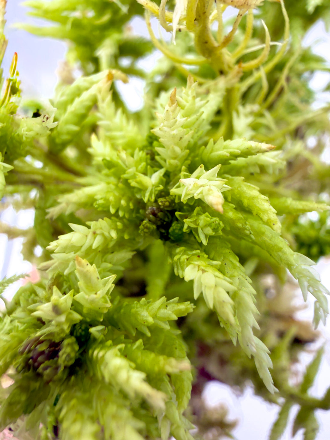 Sfagno Vivo Naturale - Il Radicante e Antibatterico per Piante Rare