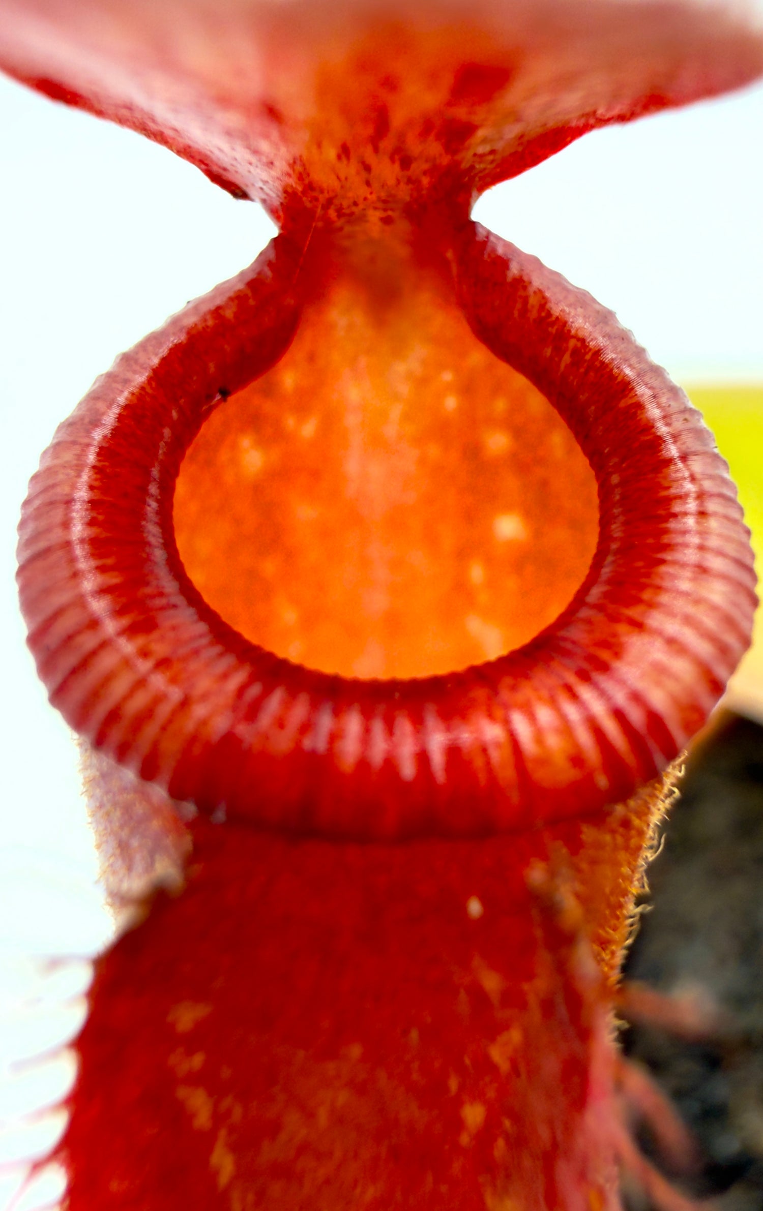 Nepenthes &