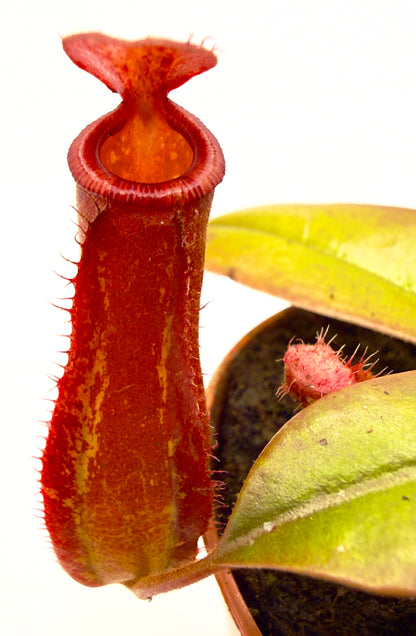 Nepenthes &