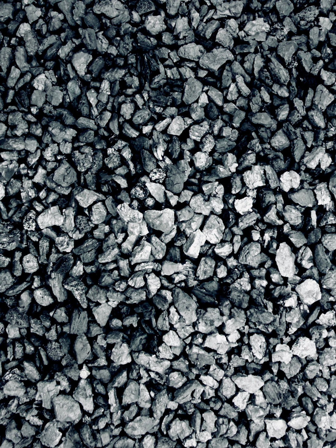 Carbone Attivo Professionale per Terrarium e Piante Tropicali | Purificatore e Anti-Muffa