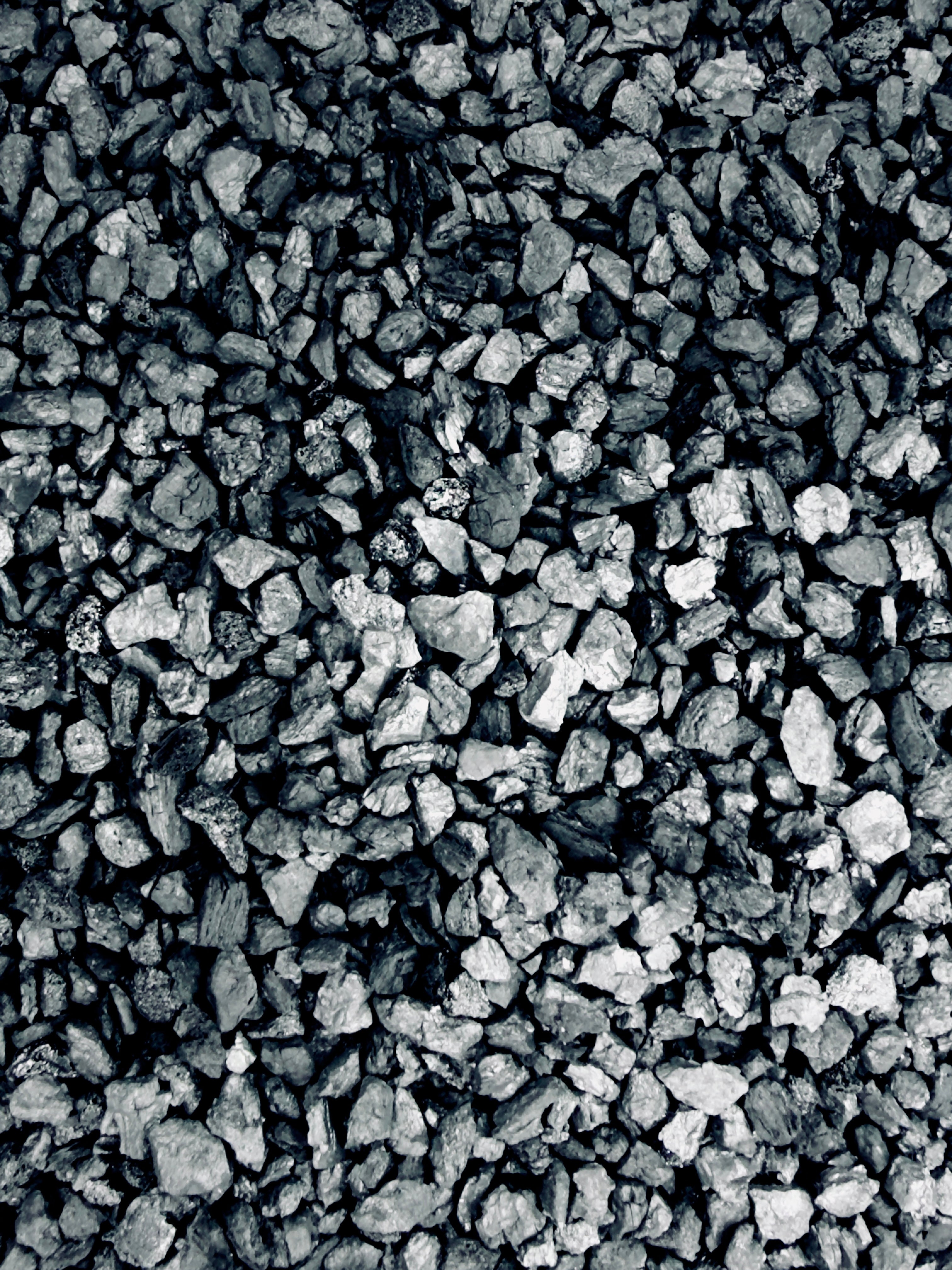 Carbone Attivo Professionale per Terrarium e Piante Tropicali | Purificatore e Anti-Muffa