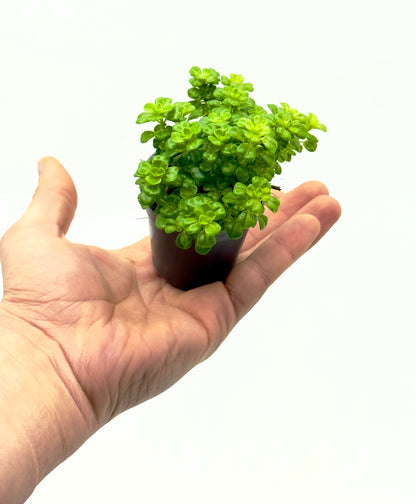 Baby Plant Pilea depressa - La Pianta Ricadente "Baby Tears"