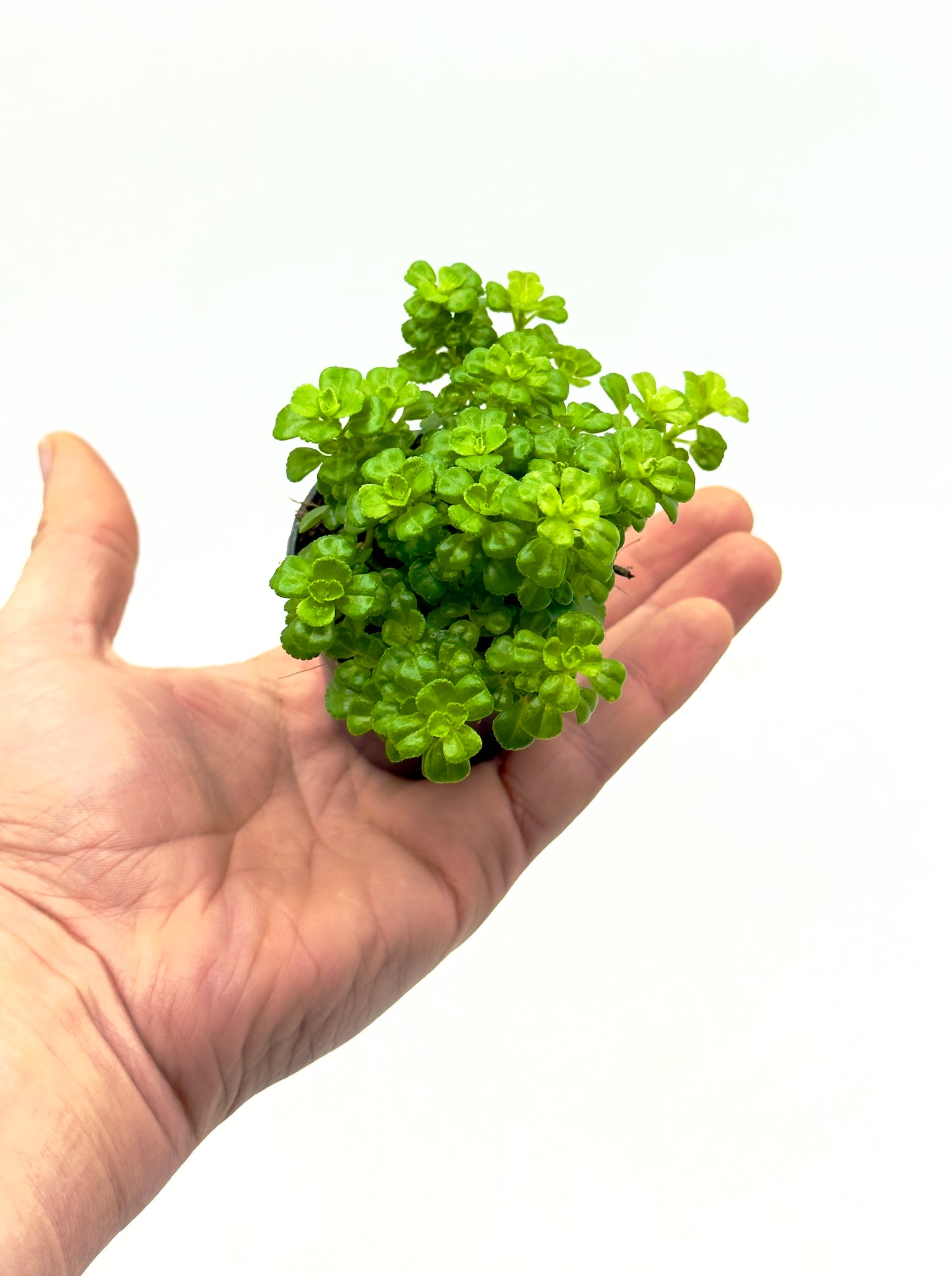 Baby Plant Pilea depressa - La Pianta Ricadente "Baby Tears"