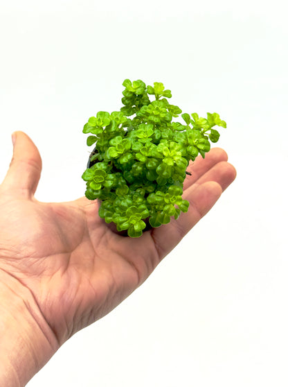 Baby Plant Pilea depressa - La Pianta Ricadente "Baby Tears"