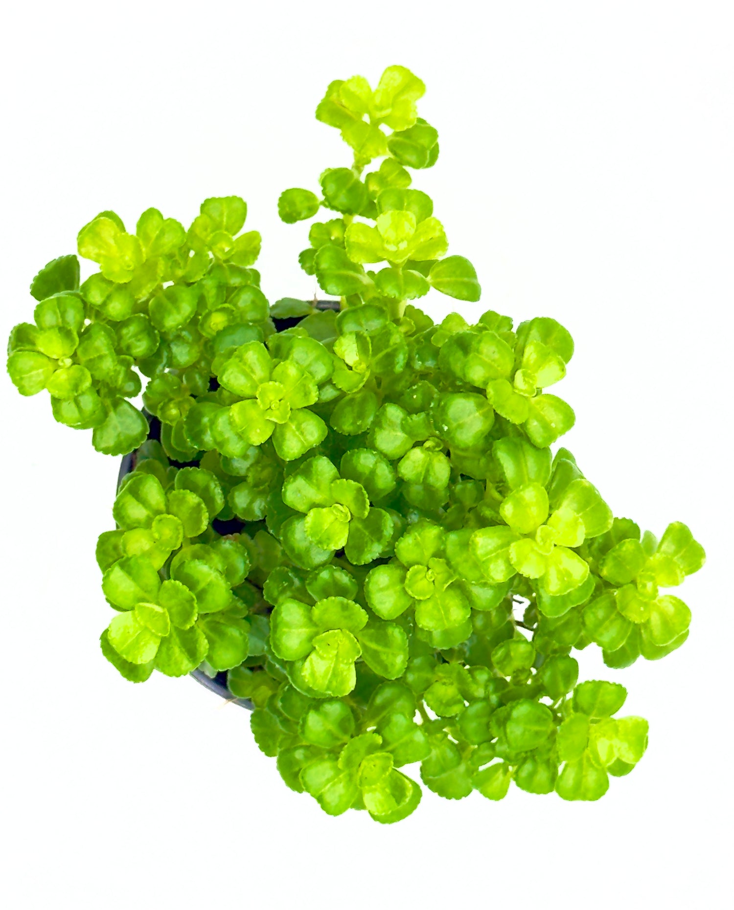 Baby Plant Pilea depressa - La Pianta Ricadente "Baby Tears"