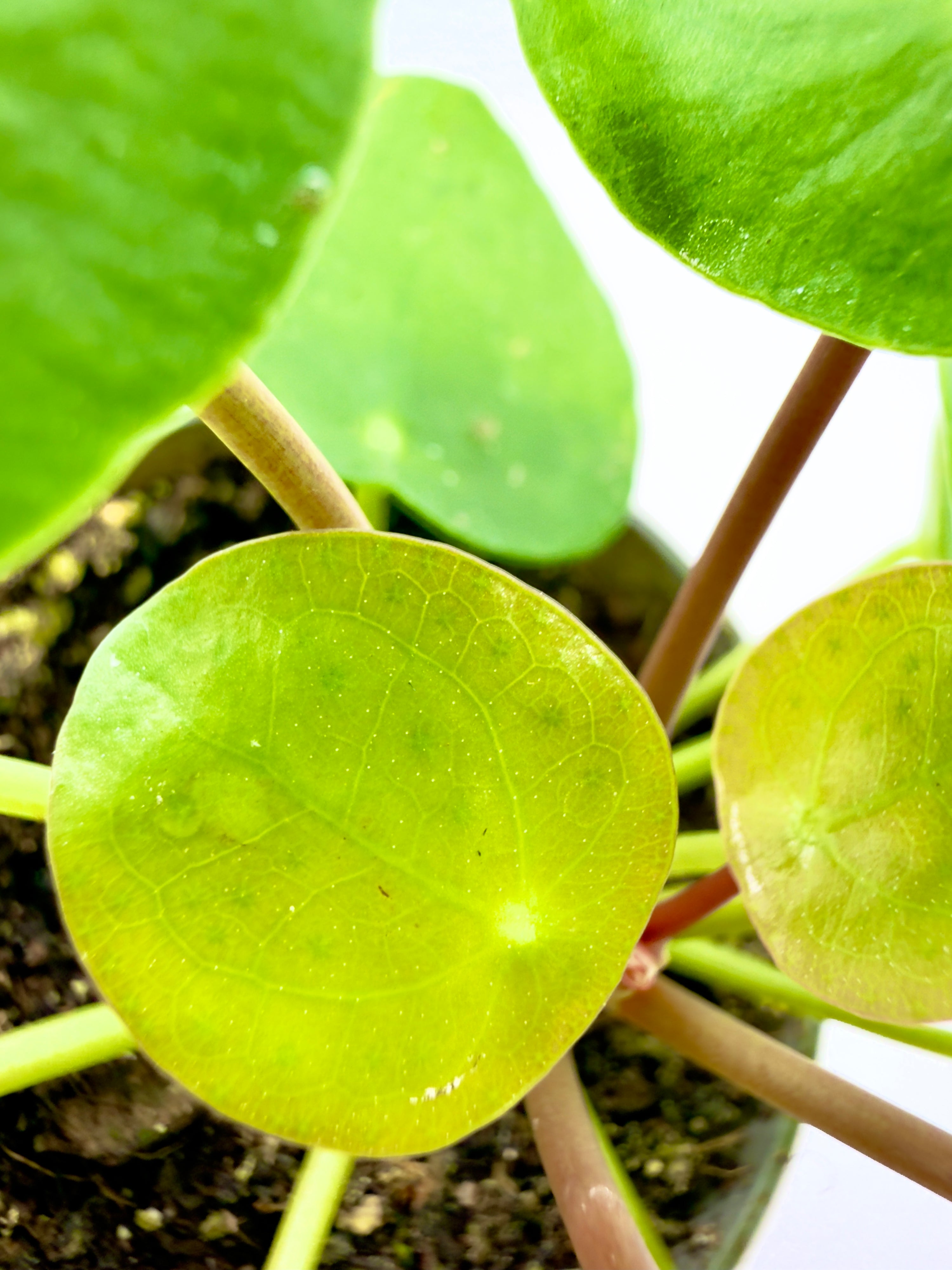 Baby Plant Pilea peperomioides (Vaso 6 cm) - La Pianta delle Monete Portafortuna
