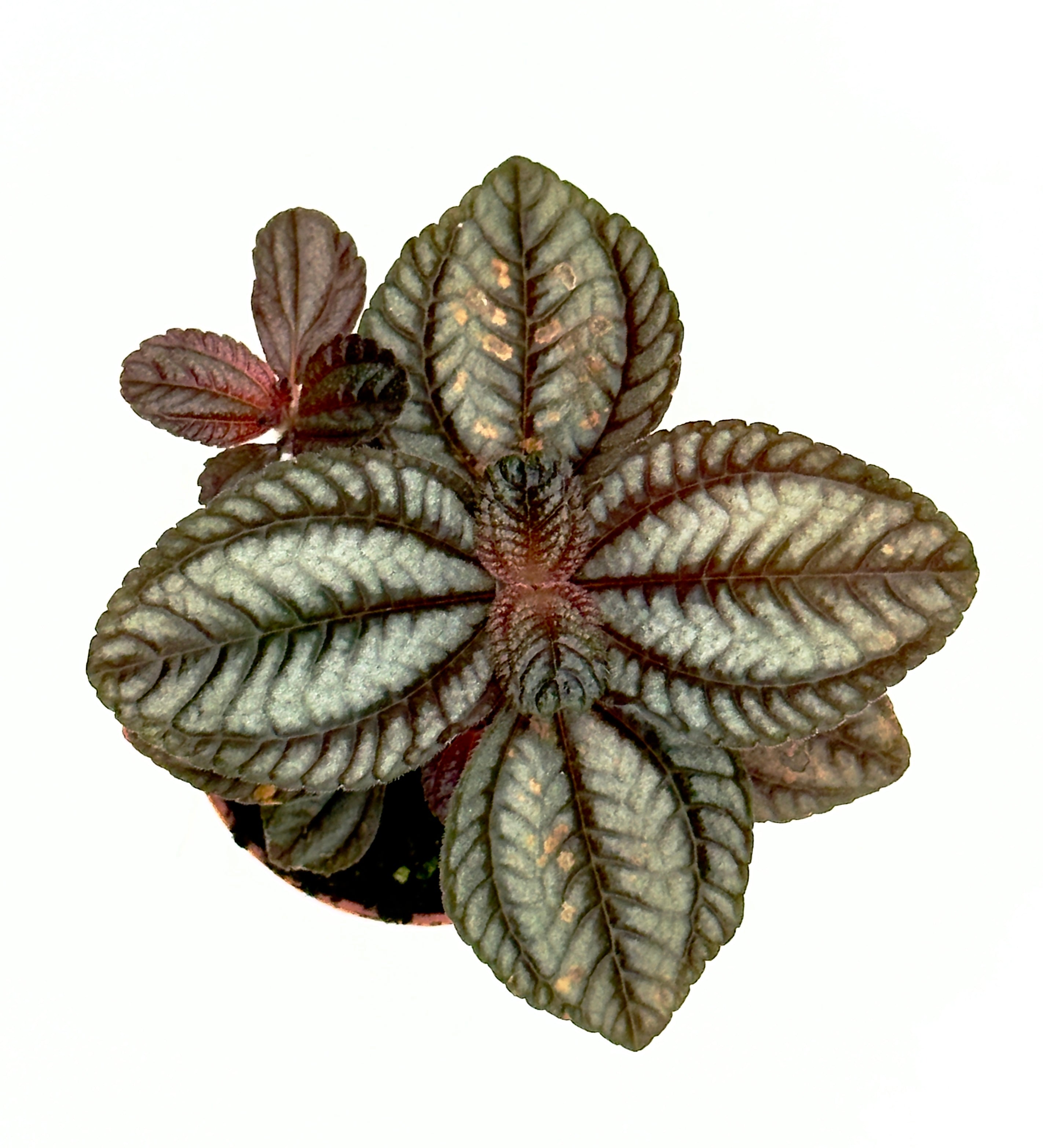 Baby Plant Pilea &