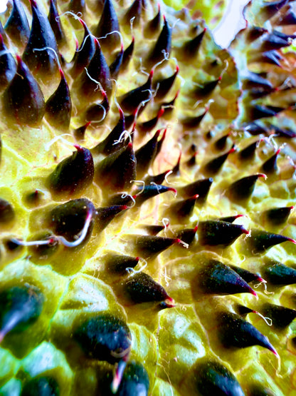 Begonia ferox - La Rarità Botanica dalle Foglie Scultoree