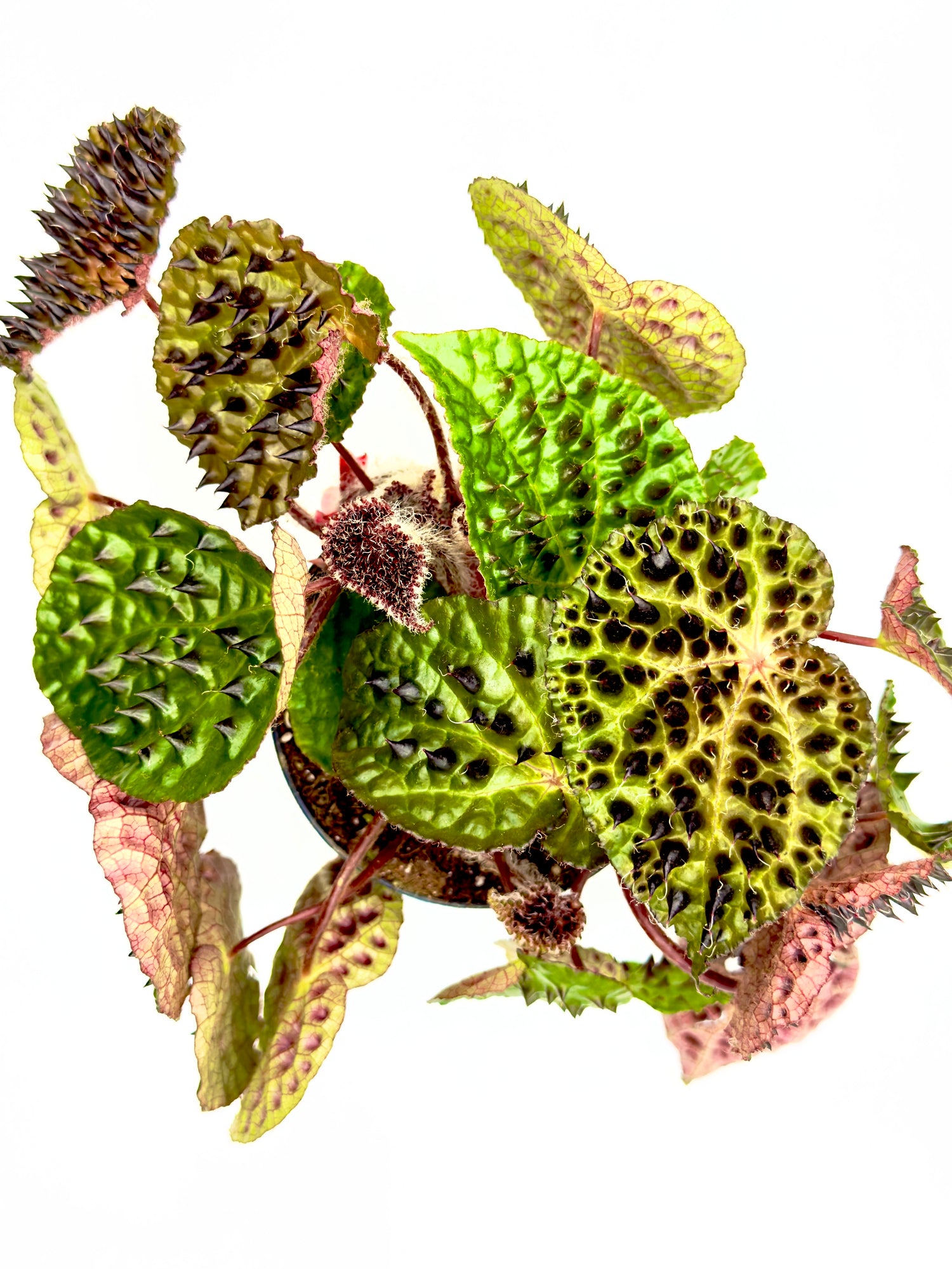 Begonia ferox - La Rarità Botanica dalle Foglie Scultoree