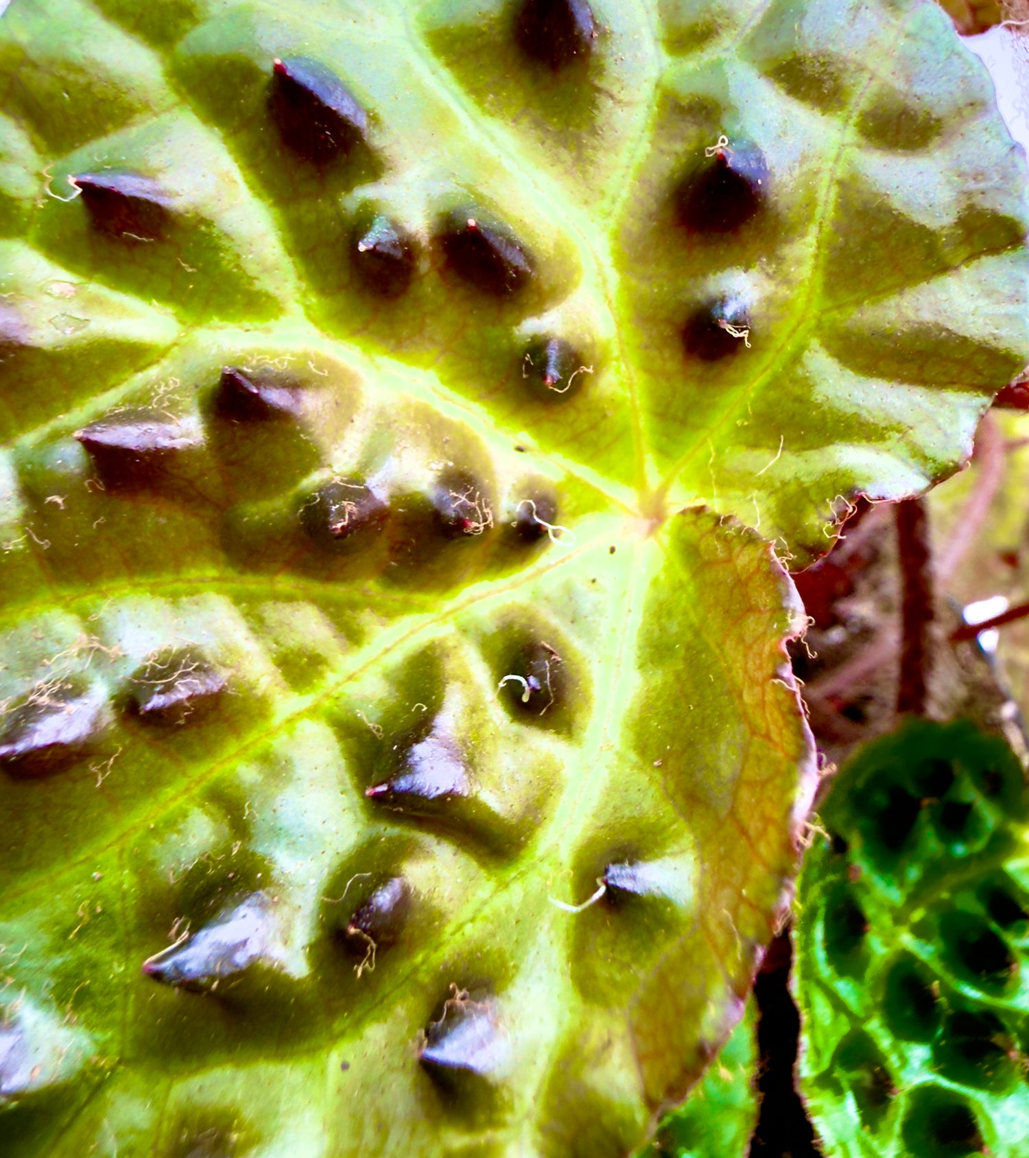 Begonia ferox - La Rarità Botanica dalle Foglie Scultoree