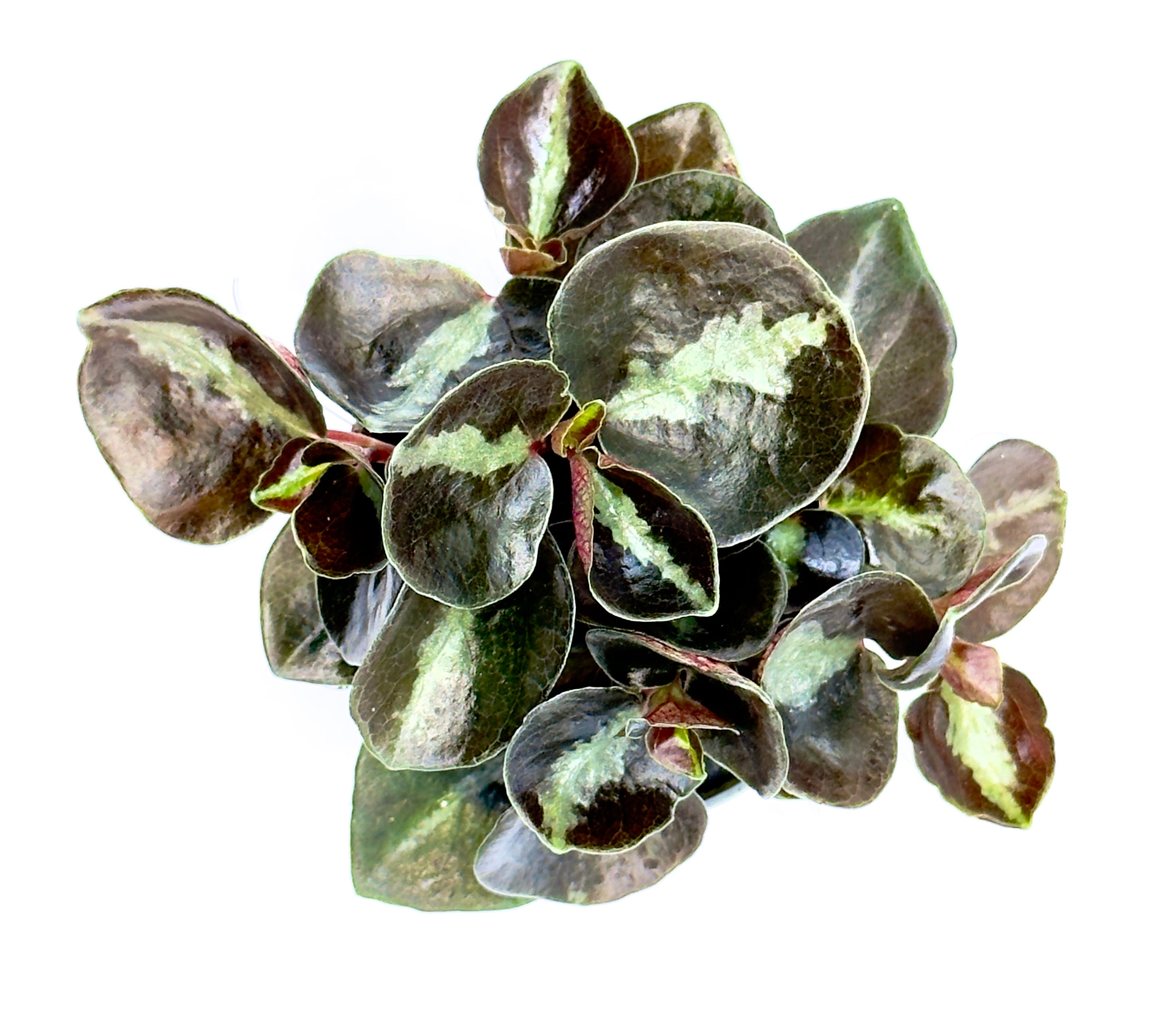 Baby Plant Peperomia Colombiana - Il Gioiello Metallico del Sottobosco
