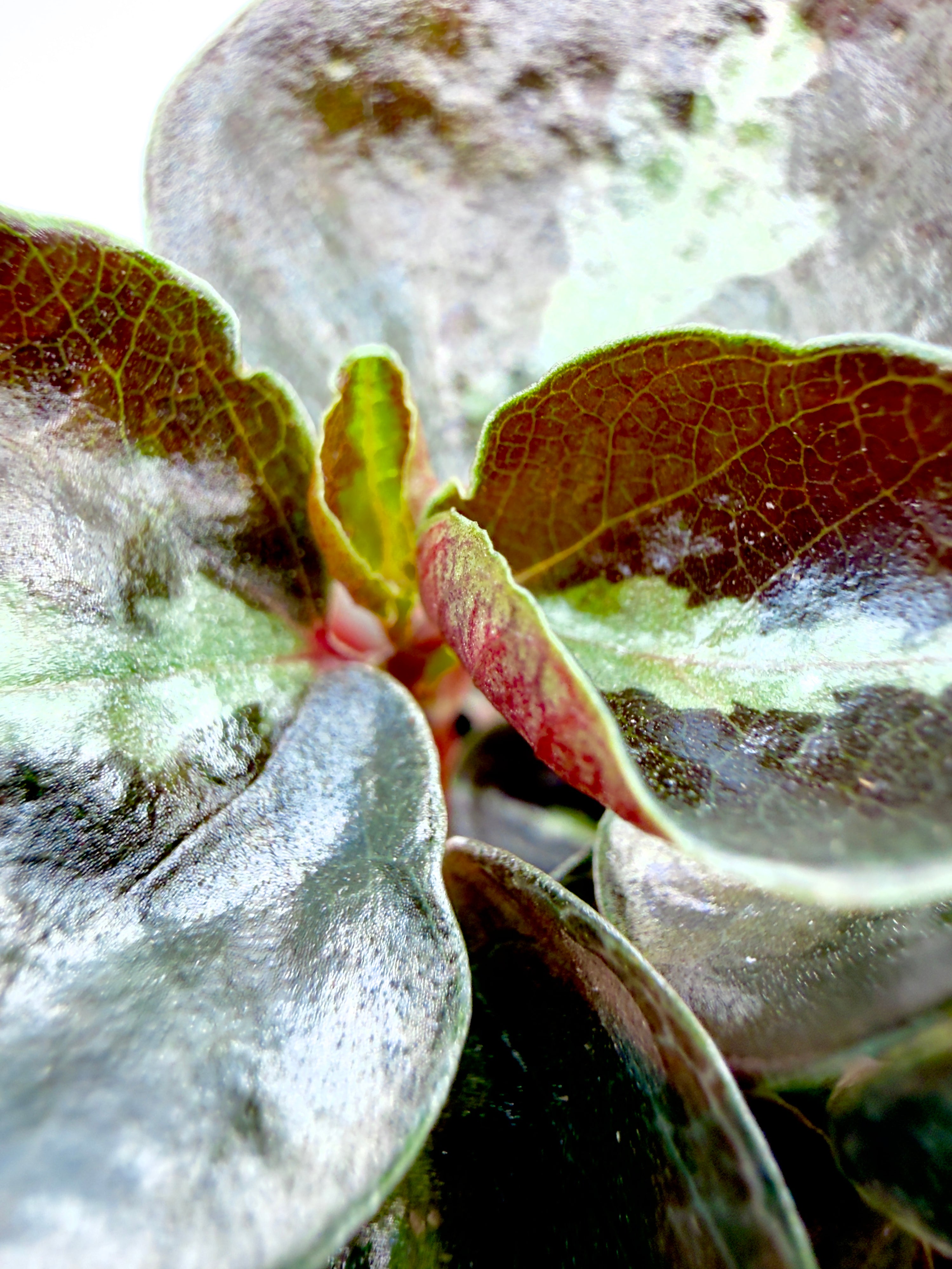 Baby Plant Peperomia Colombiana - Il Gioiello Metallico del Sottobosco