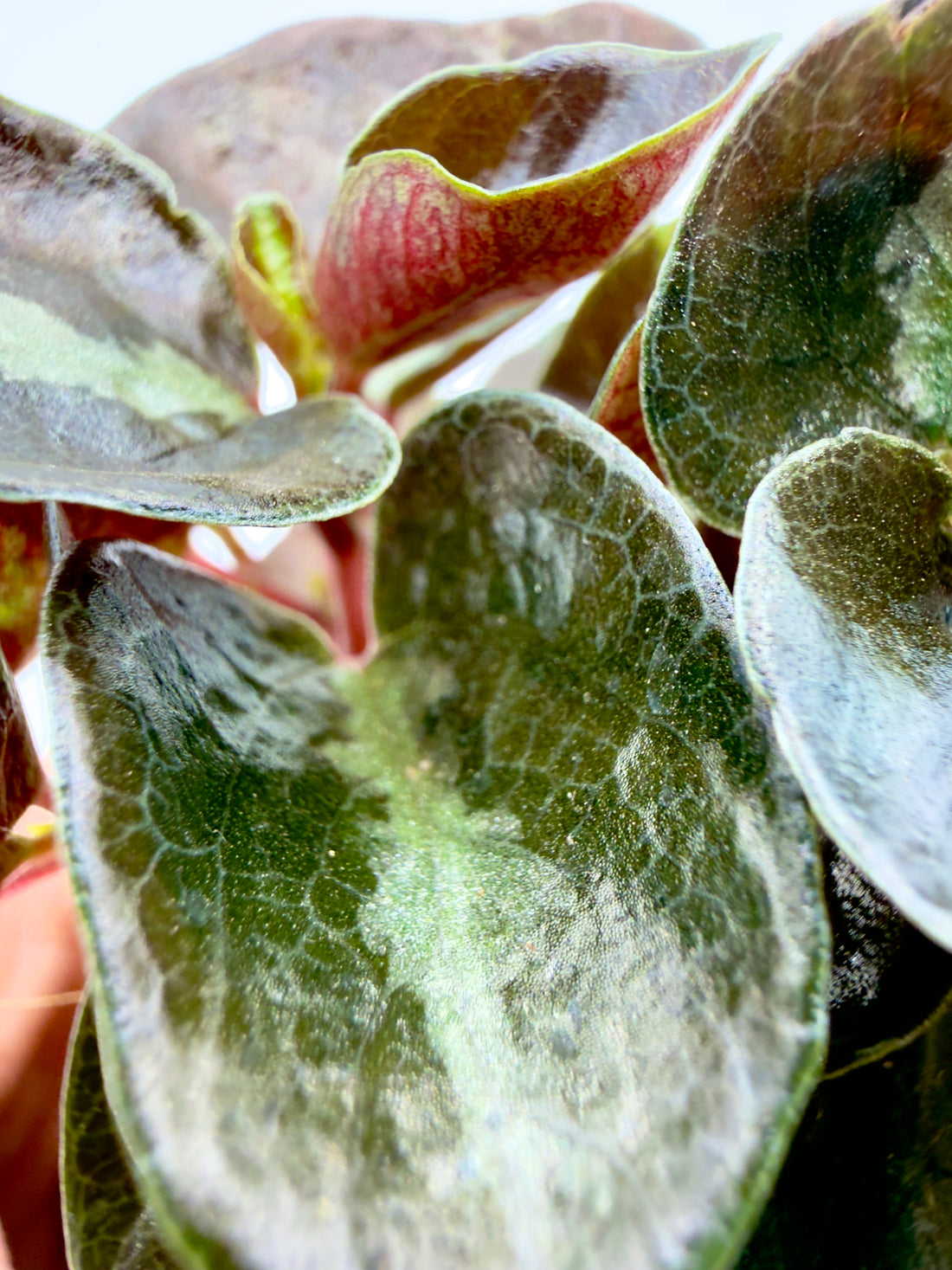 Baby Plant Peperomia Colombiana - Il Gioiello Metallico del Sottobosco