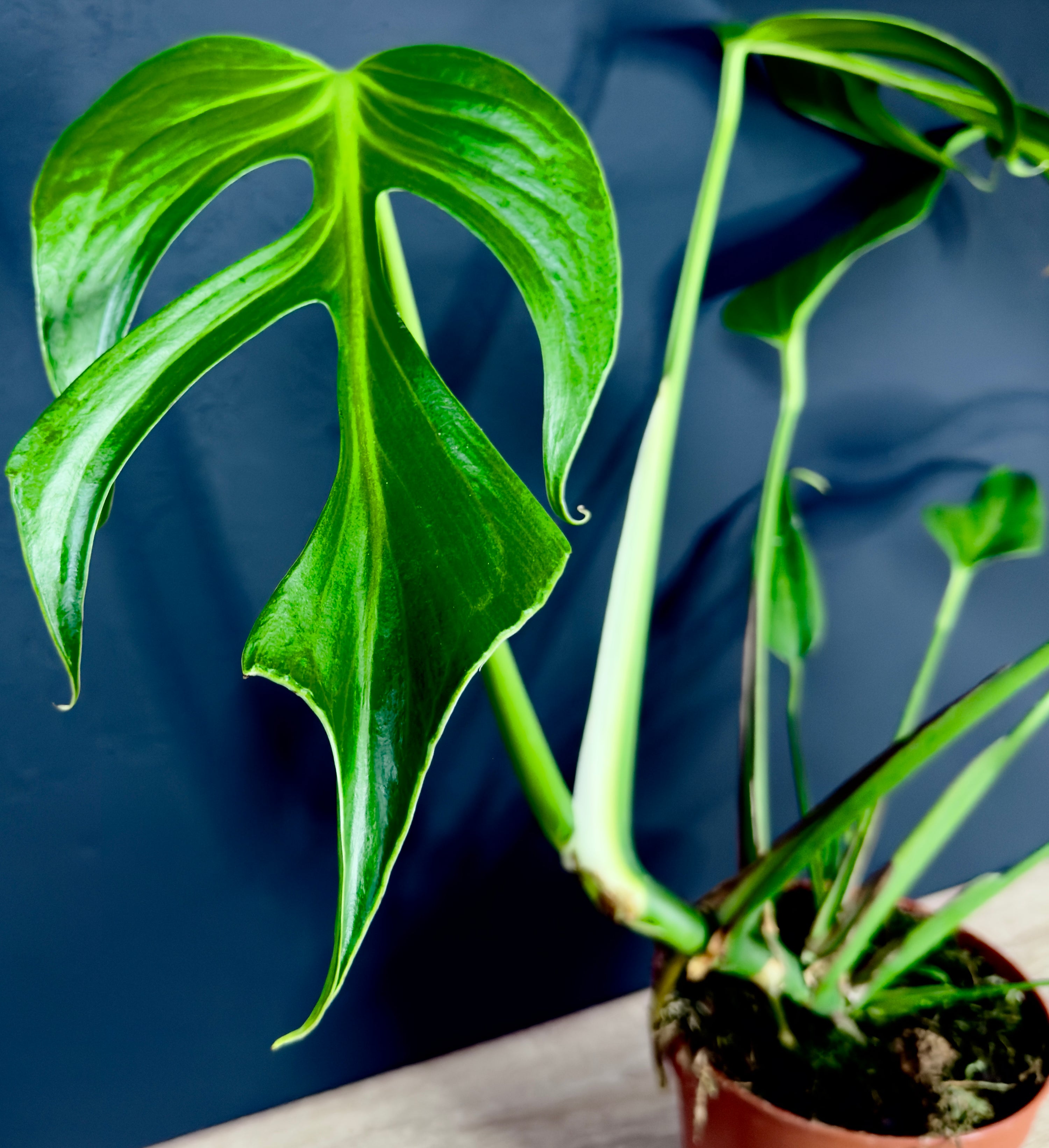 Monstera Burle Marx Flame: La Regina delle Piante Rare