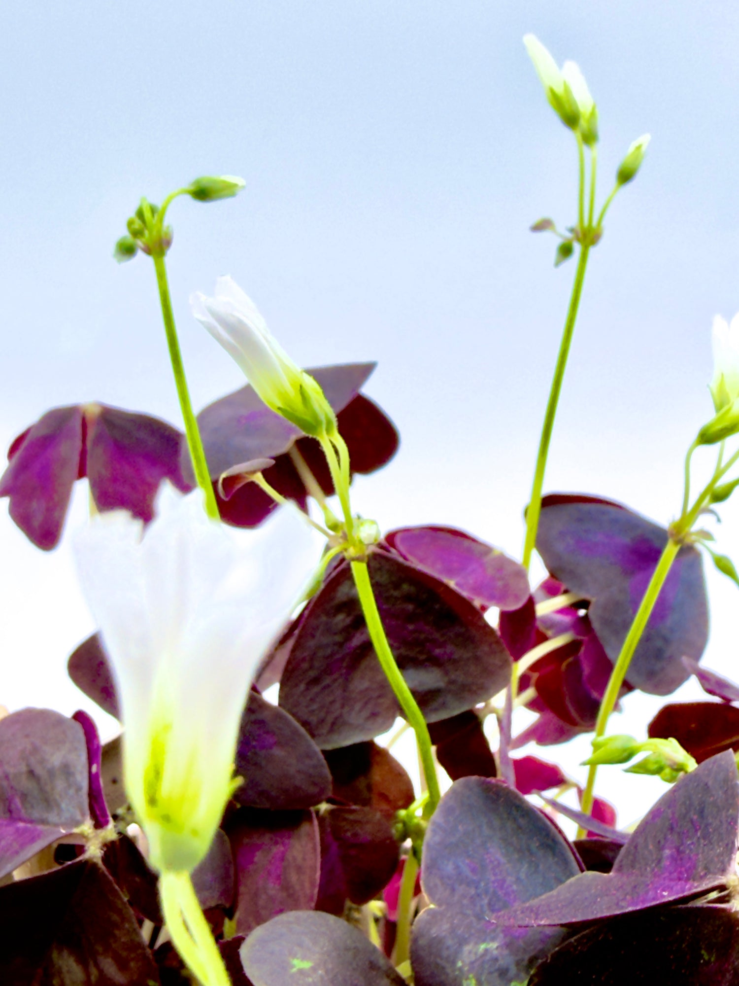 Oxalis triangularis - La Pianta Farfalla Viola