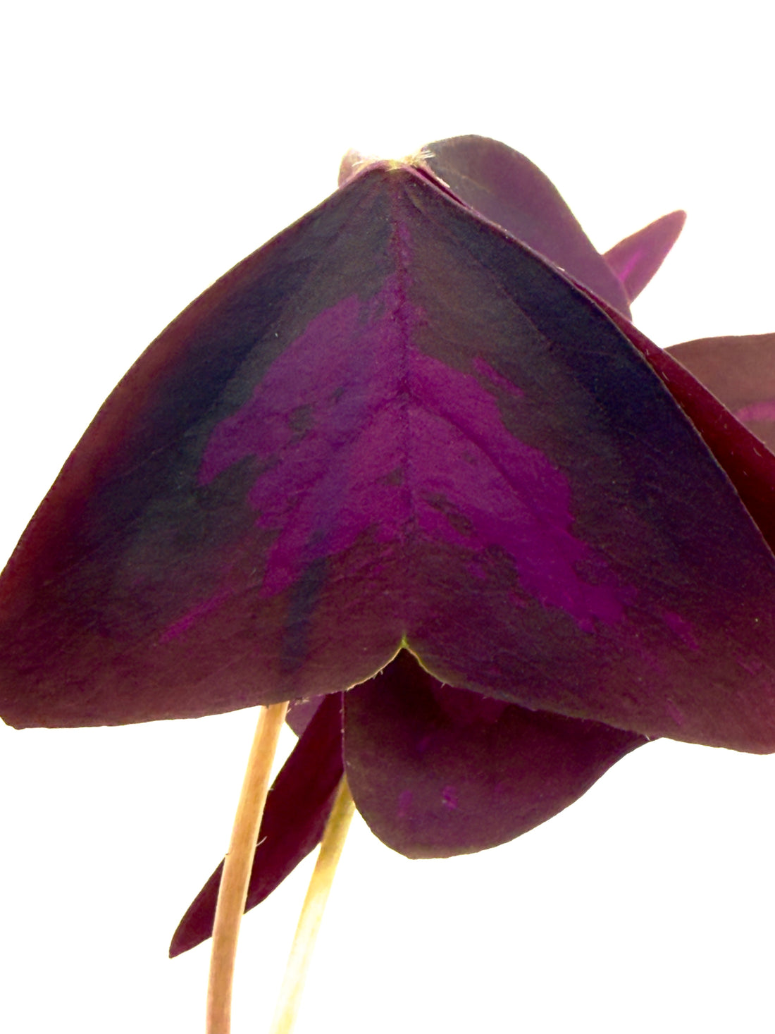 Oxalis triangularis - La Pianta Farfalla Viola