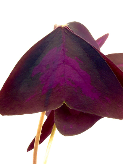 Oxalis triangularis - La Pianta Farfalla Viola