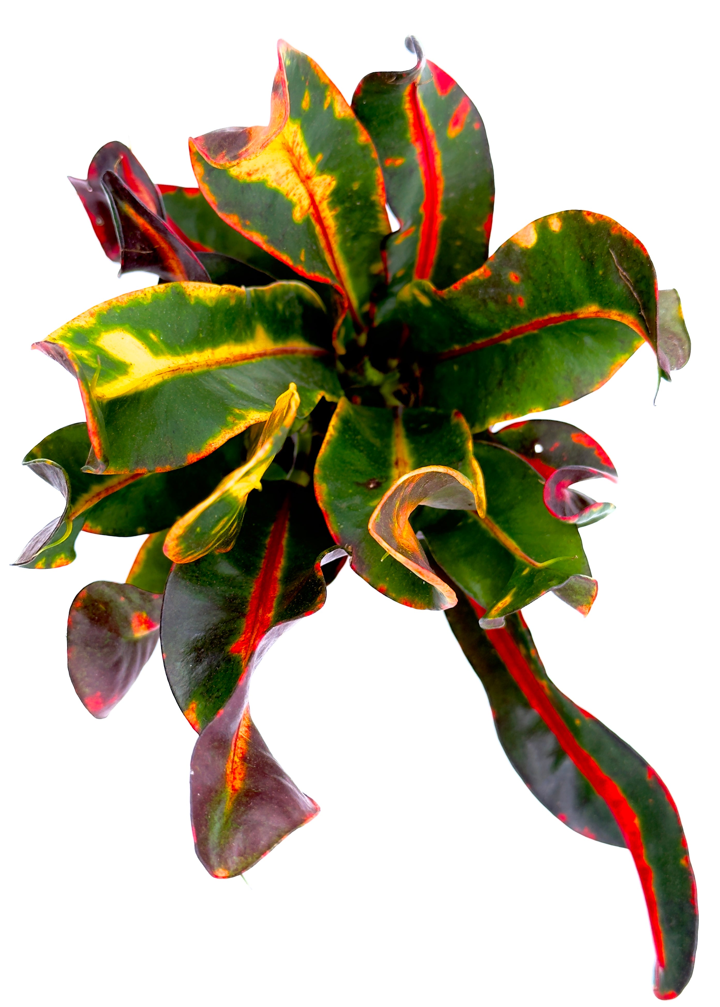 Croton Mammi: La Pianta Baby Colorata per Terrari e Home Design 🌈