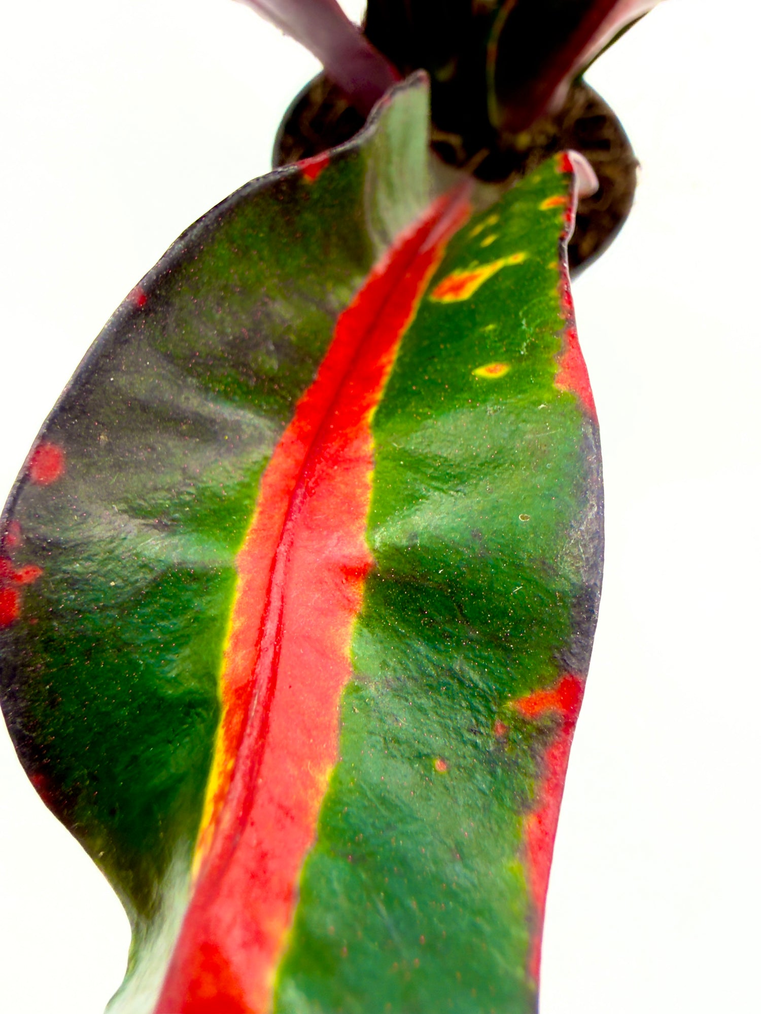 Croton Mammi: La Pianta Baby Colorata per Terrari e Home Design 🌈