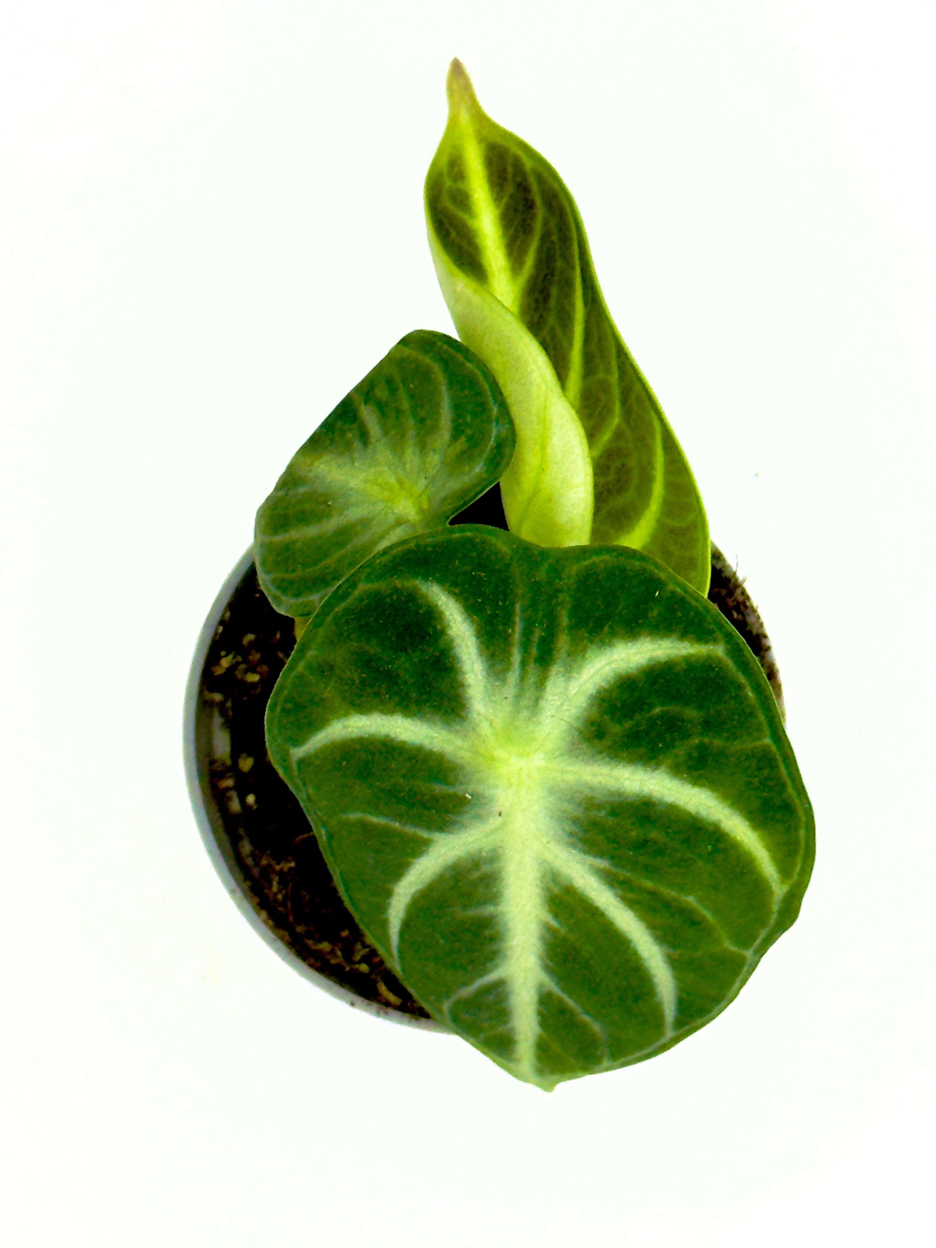 Baby Plant Alocasia Ninja - La Perla Nera del Sottobosco (Vaso 6 cm)