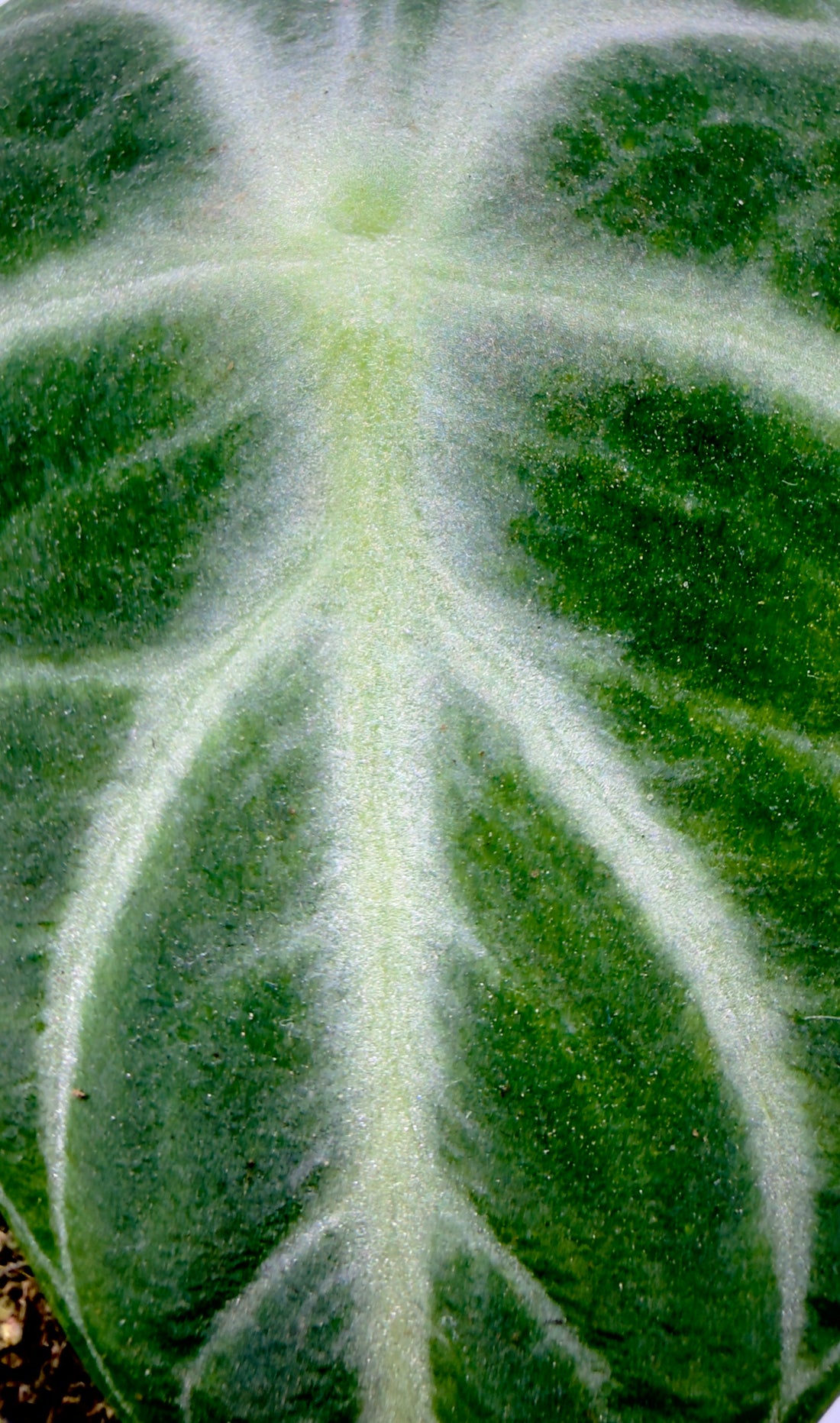 Baby Plant Alocasia Ninja - La Perla Nera del Sottobosco (Vaso 6 cm)