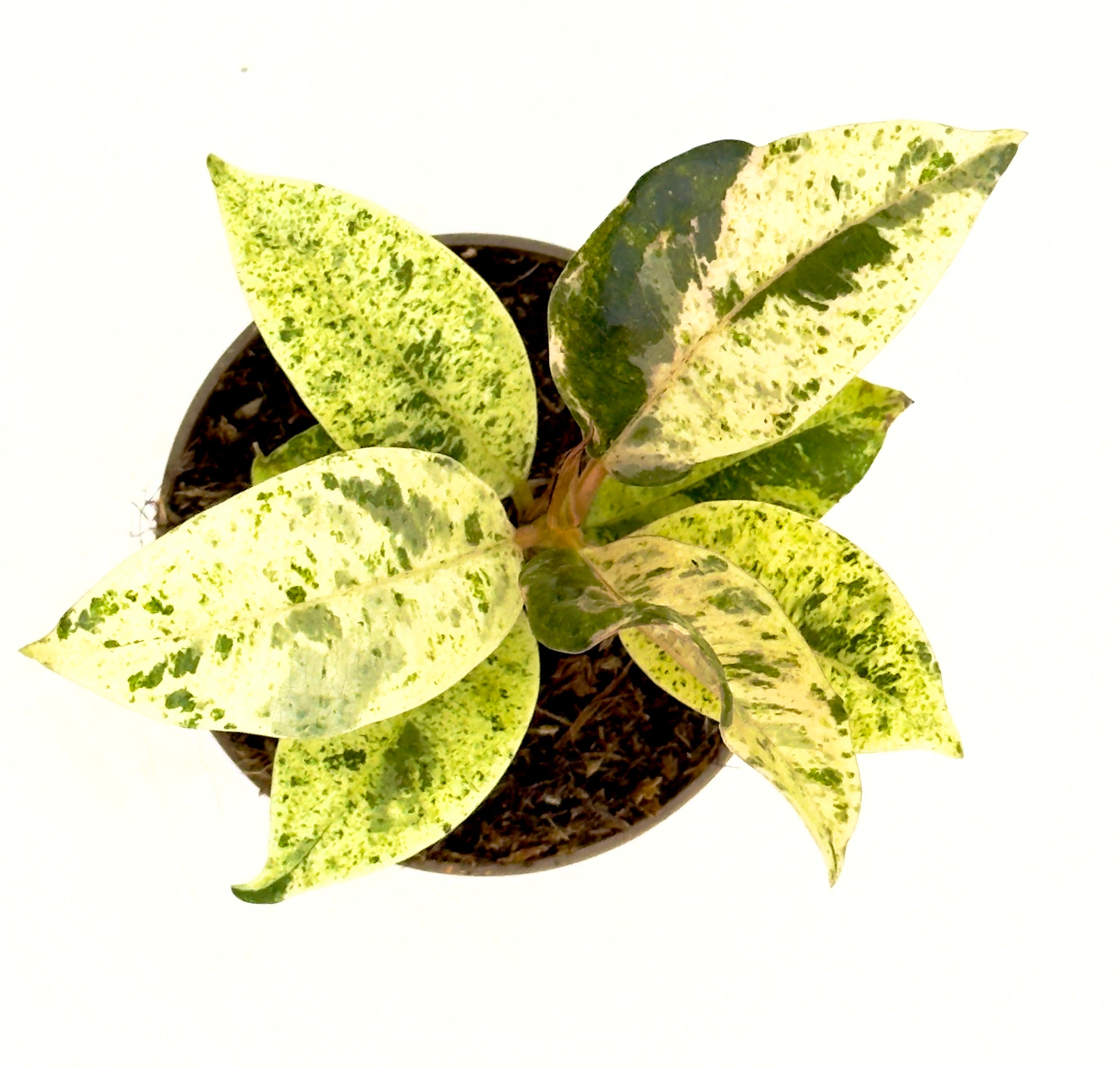 Baby Plant Ficus elastica &