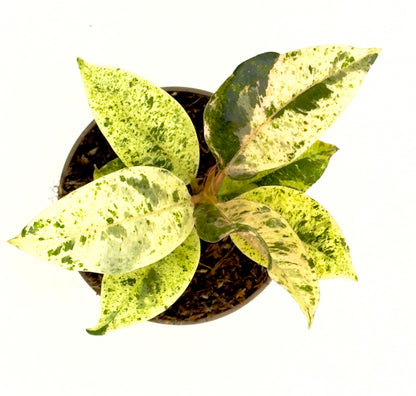Baby Plant Ficus elastica &