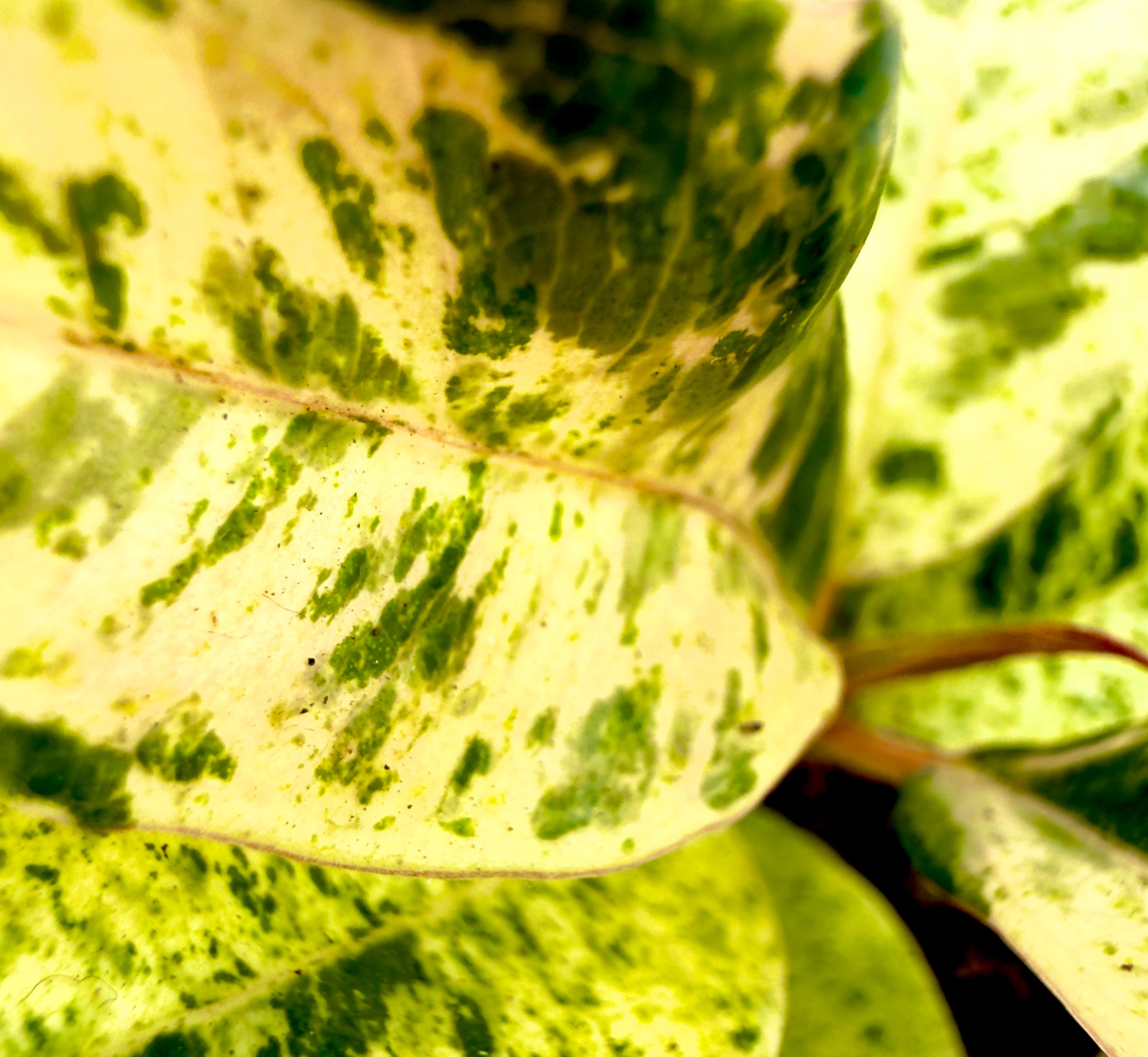 Baby Plant Ficus elastica &