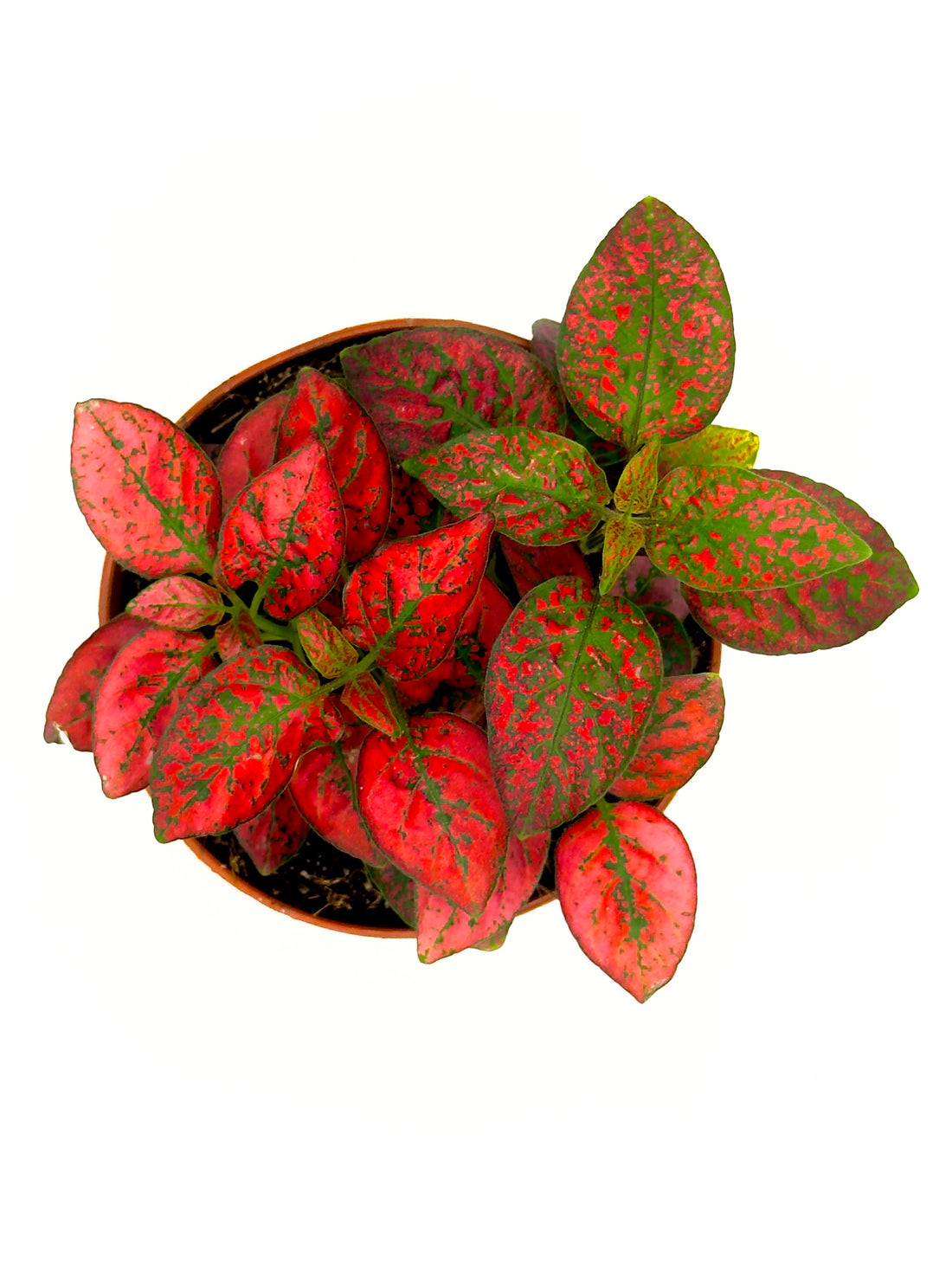 Baby Plant Hypoestes phyllostachya &