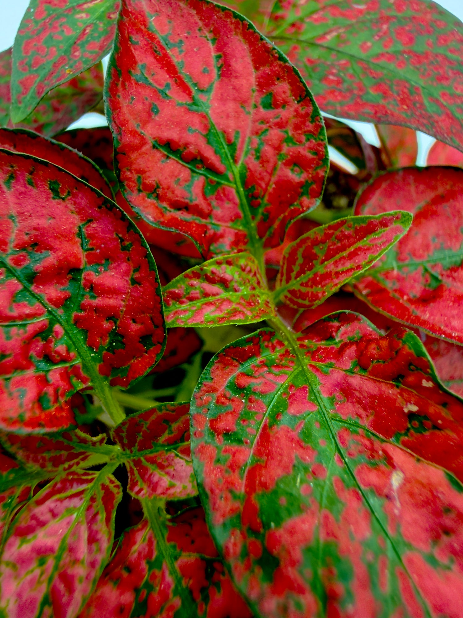 Baby Plant Hypoestes phyllostachya &